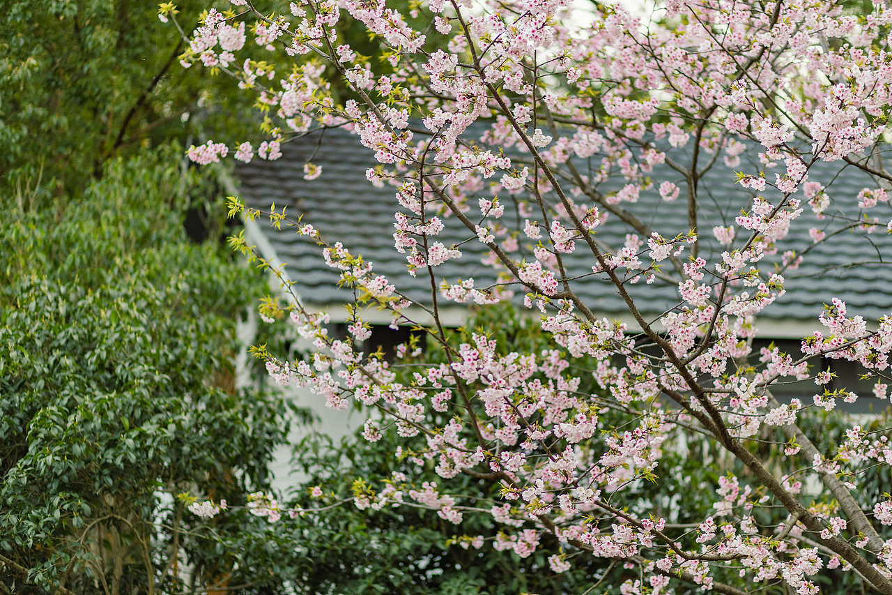 无锡鼋头渚的早樱