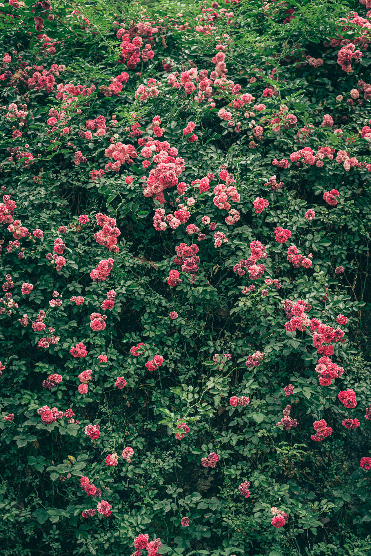 长沙打卡（图ZMzY5MzAzOTA0） - 人文/纪实摄影 - 站酷设计师八日的蝉原创素材 - 站酷ZCOOL