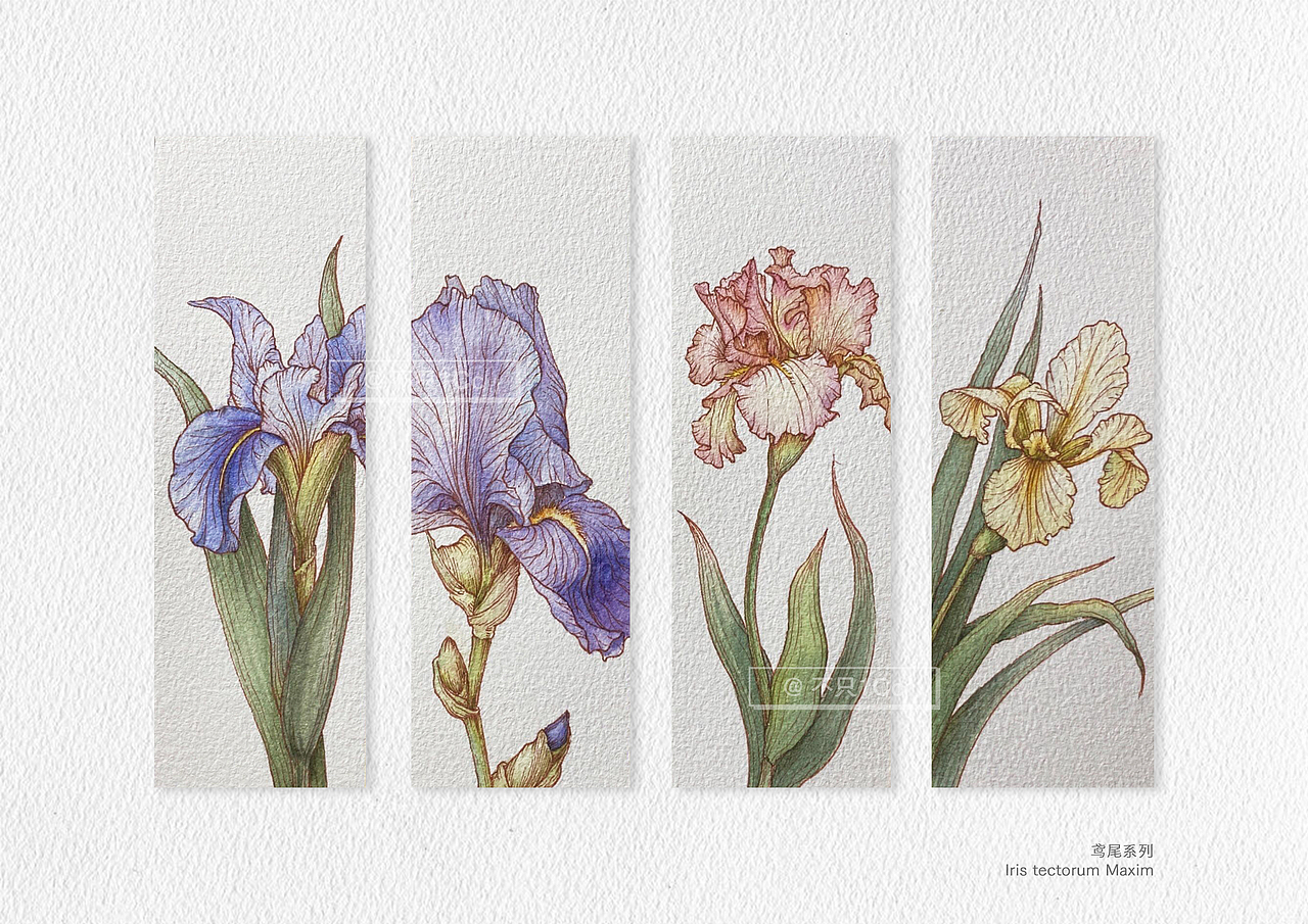 手绘植物｜鸢尾系列小画💐（图ZMzQyMDkxNjQ4） - 艺术插画 - 站酷设计师不只1Cc原创素材 - 站酷ZCOOL