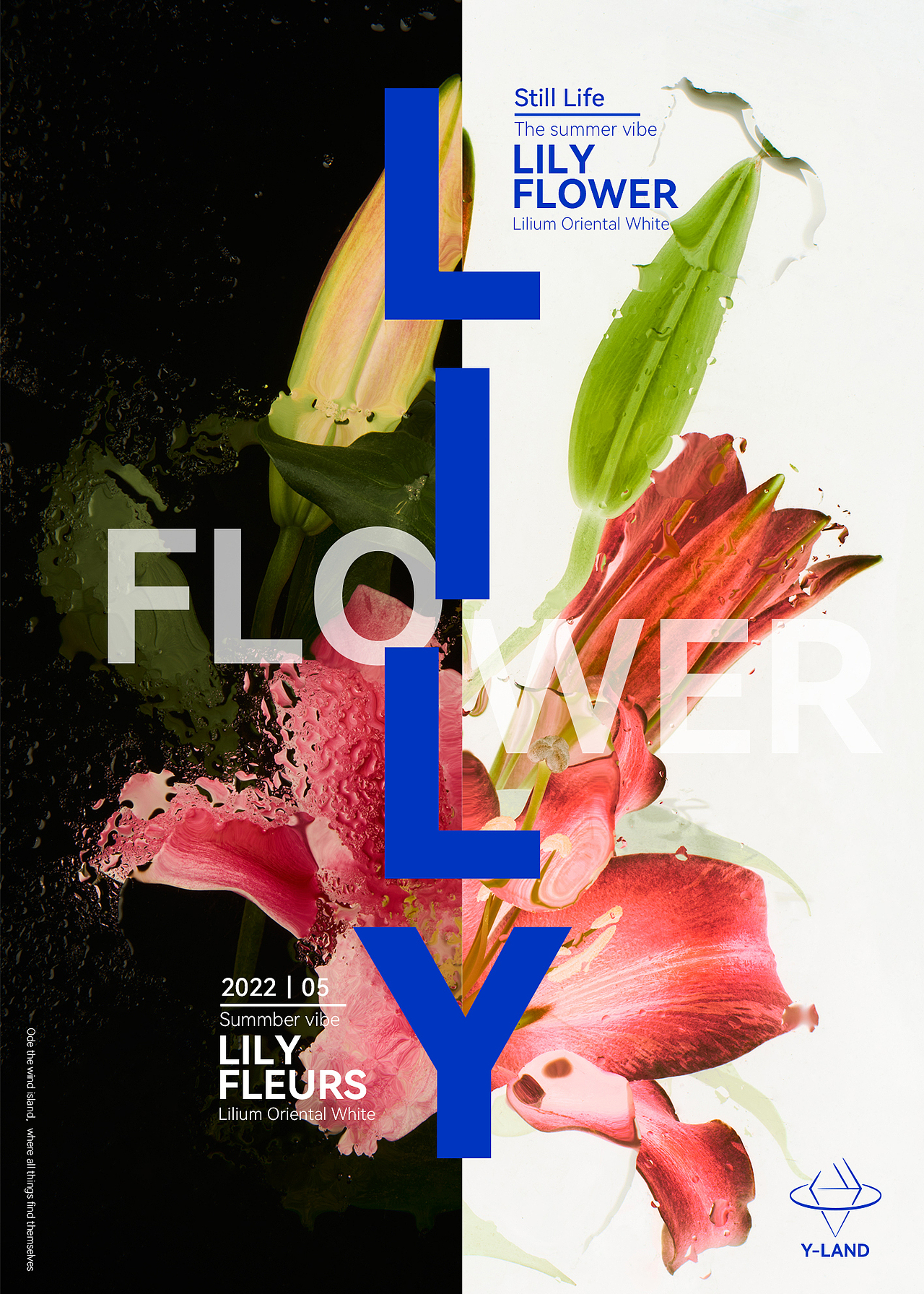 创意摄影|百合 ✖ 云岛视觉