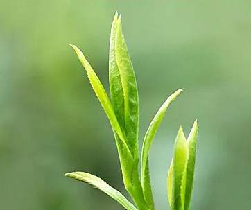 华林春茶业 桐木合集 产品包装设计