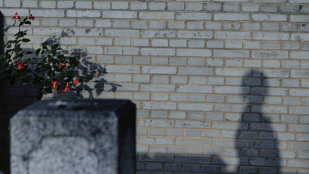 植物和光影（图ZMzY4NjQxMzY0） - 风光摄影 - 站酷设计师天啦噜sqd原创素材 - 站酷ZCOOL