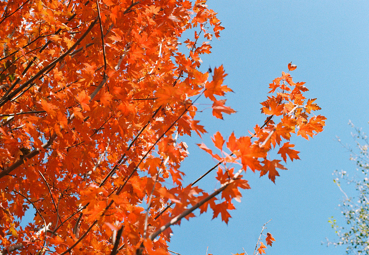 「胶片」北京初秋的浪漫色彩