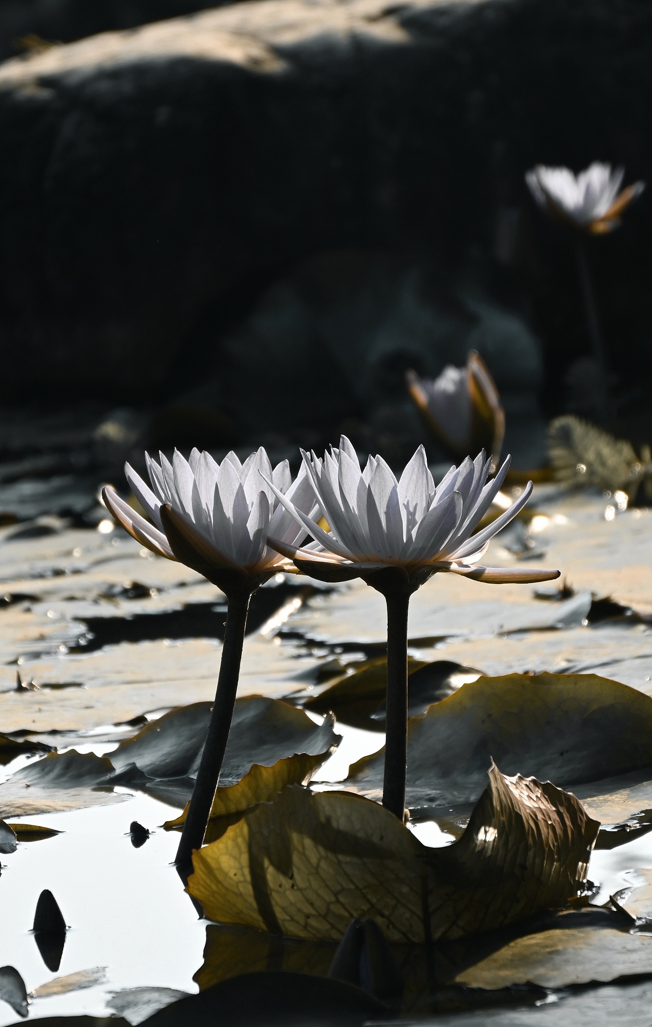 摄影、花、荷花（图ZMzYwNTQ1Njg4） - 风光摄影 - 站酷设计师clEVad原创素材 - 站酷ZCOOL