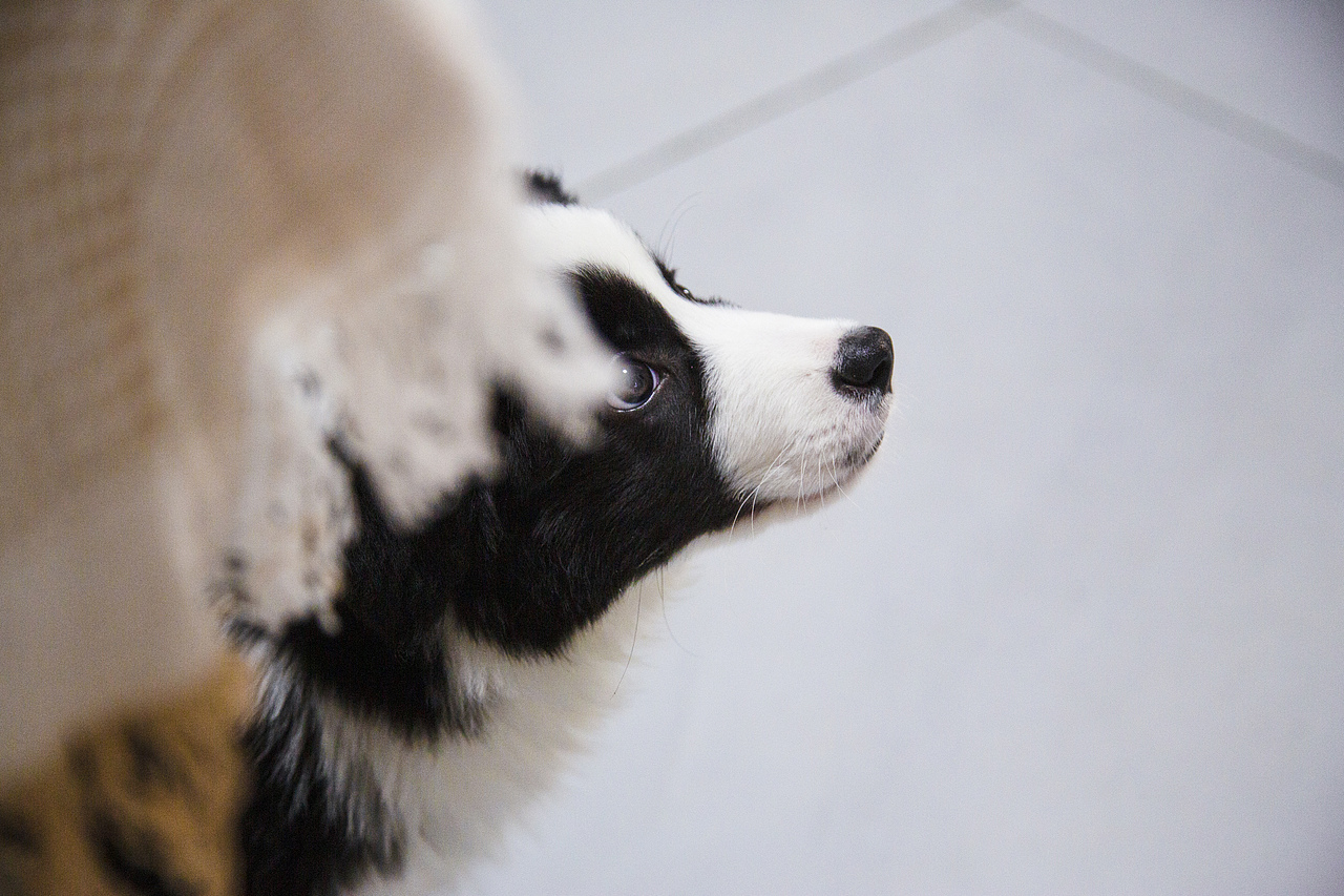 是撞撞不是壮壮