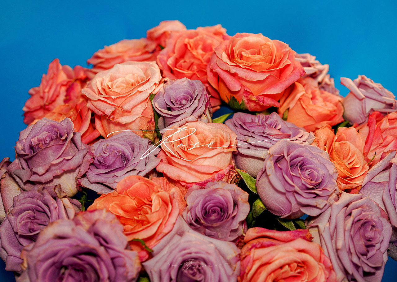 玫瑰（La Vie en Rose）朱小姐+海洋之歌（圖ZMzM3NzYxOTUy） - 時(shí)尚/藝術(shù)攝影 - 站酷設(shè)計(jì)師拾光者Orince原創(chuàng)素材 - 站酷ZCOOL