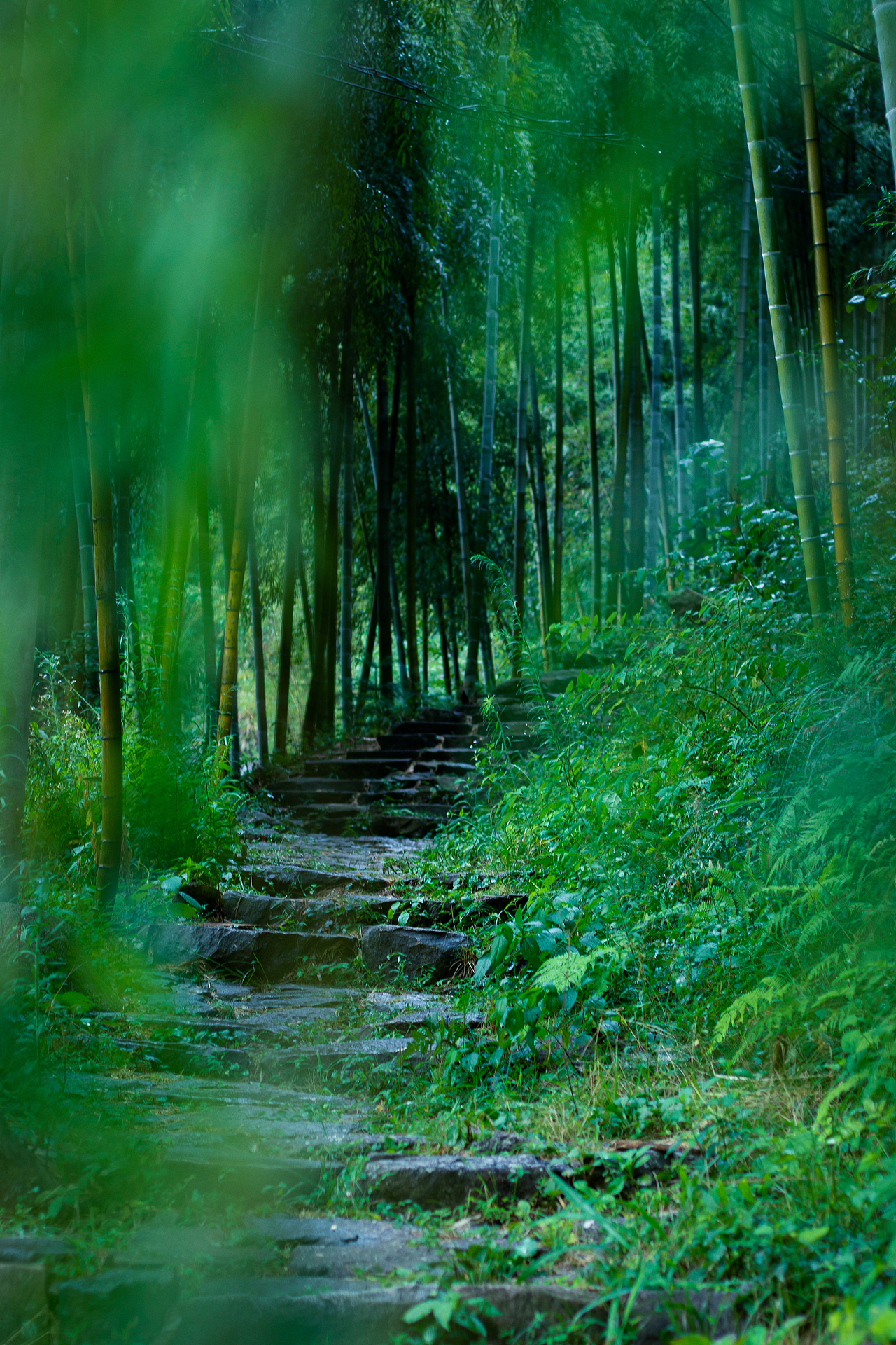 元气森林#创作加油站#（图ZMzEyNjY1NDQ4） - 产品摄影 - 站酷设计师摄影师大柴狗原创素材 - 站酷ZCOOL