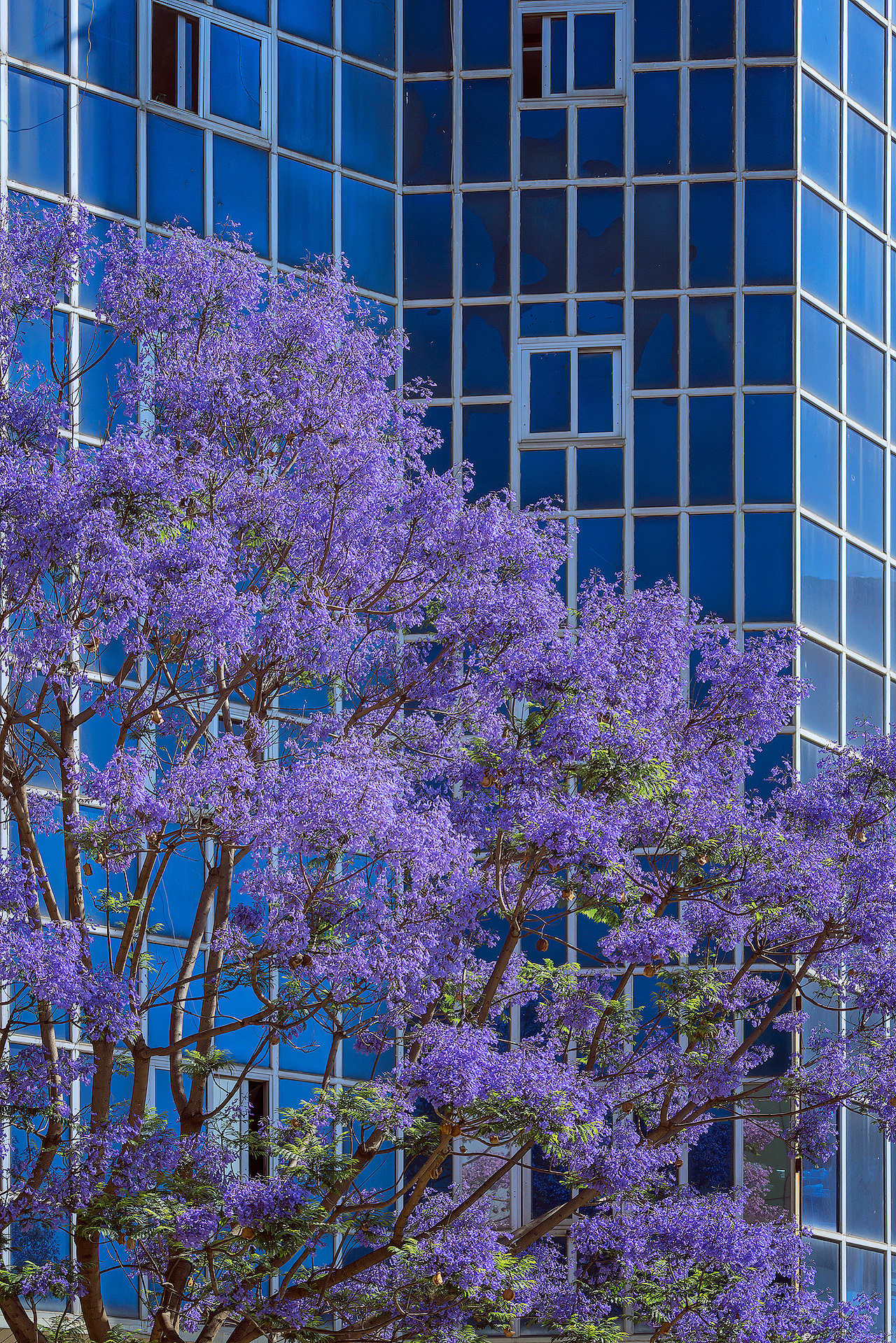 蓝花楹（图ZMjk5NzMyMTgw） - 风光摄影 - 站酷设计师kewell_24原创素材 - 站酷ZCOOL