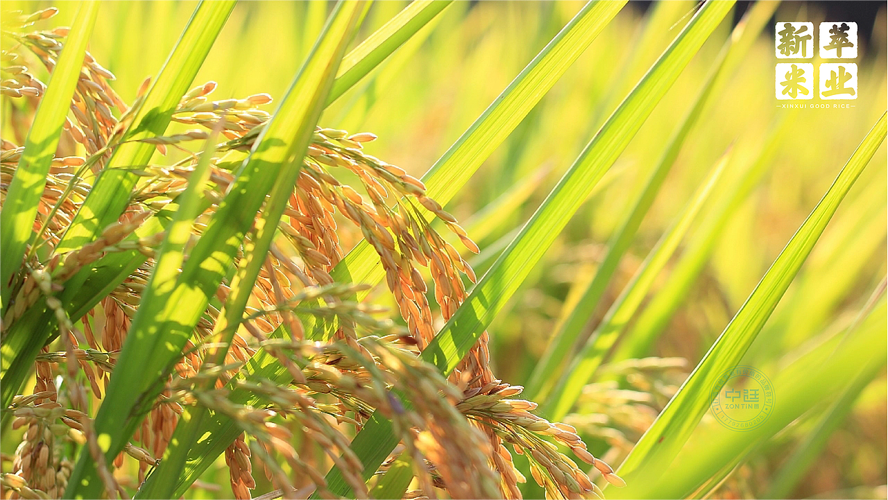 延川大米｜盘锦大米｜包装设计×中廷品牌设计（图ZMzM1MjU4NzIw） - 包装 - 站酷设计师中廷品牌设计原创素材 - 站酷ZCOOL