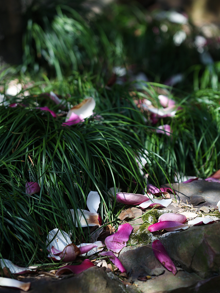 紫金庵里800年的玉兰树