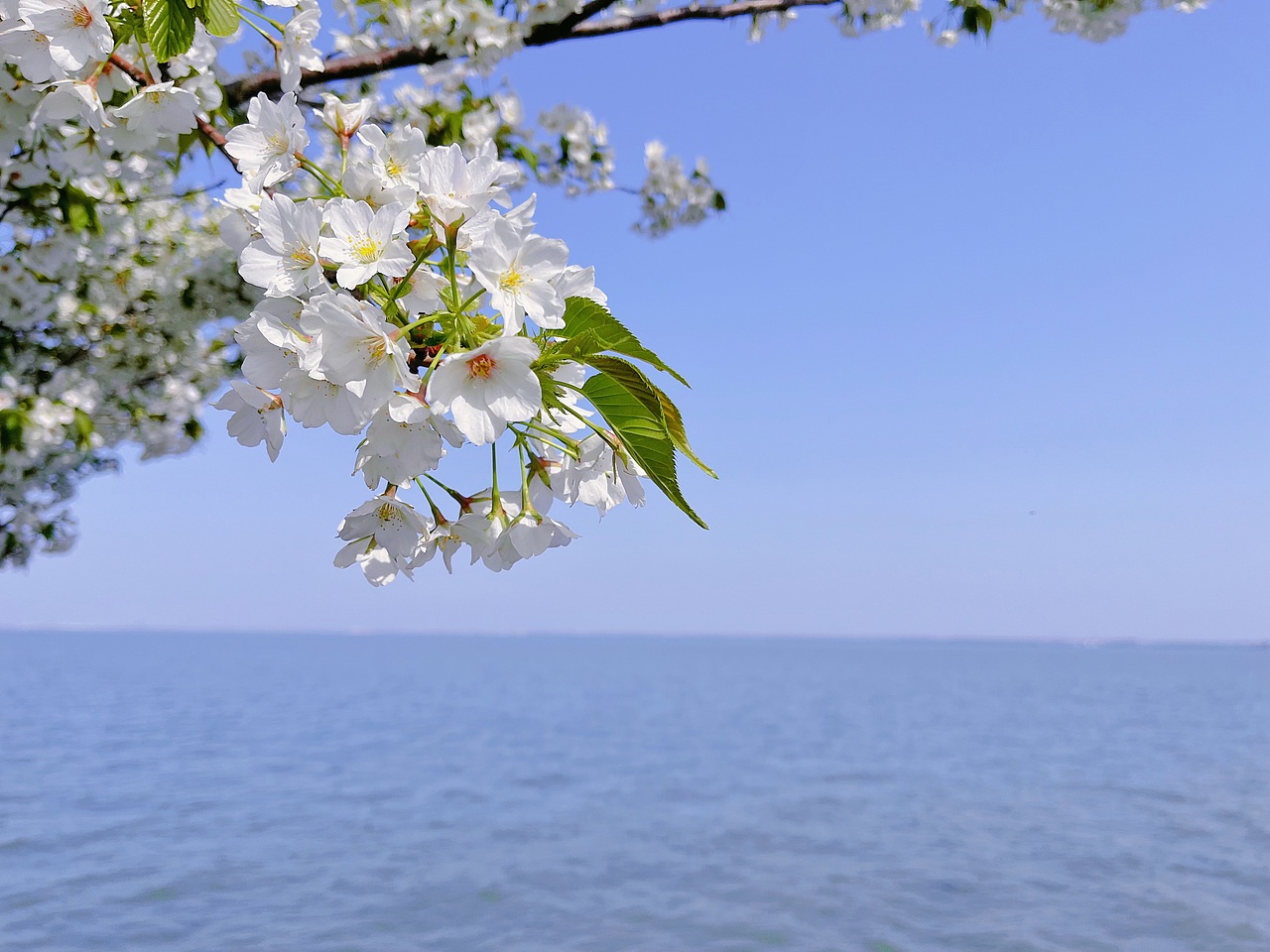 手机摄影 春深花落~