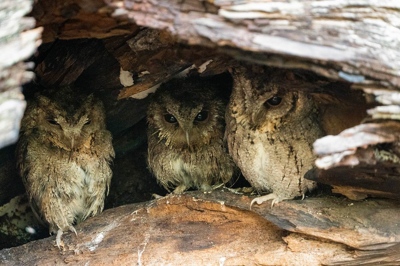 神奇动物在哪里(2)
