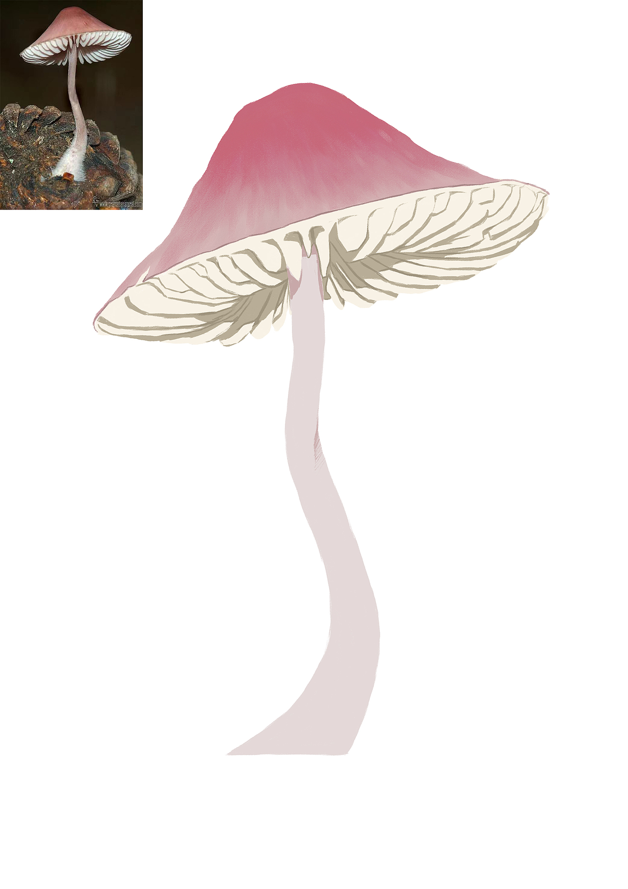 PS照片转插画-小蘑菇（图ZMzMyODg0OTI0） - 创作习作 - 站酷设计师关南施原创素材 - 站酷ZCOOL