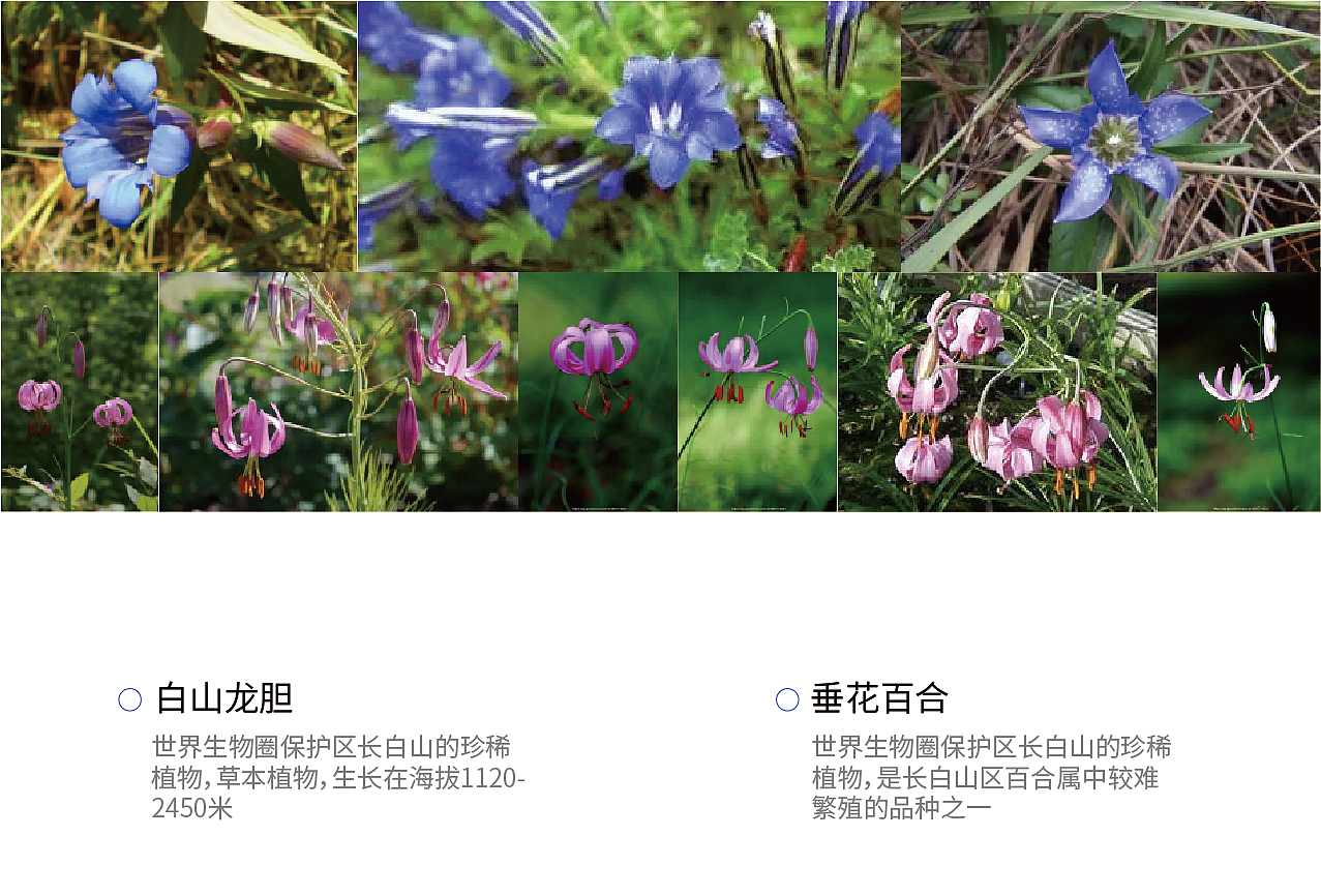 昆仑雪源 | 饮水思雪源 健康有昆仑（图ZMzE5NzA5NDUy） - 包装 - 站酷设计师maydesign原创素材 - 站酷ZCOOL
