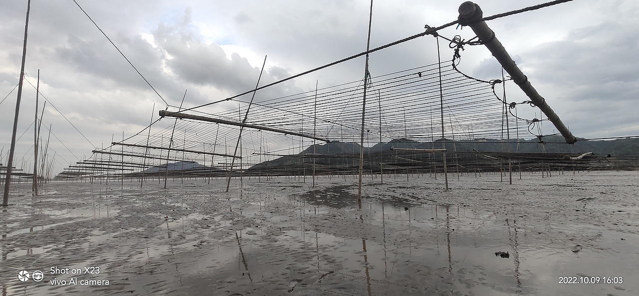 海水退去,紫菜收获季
