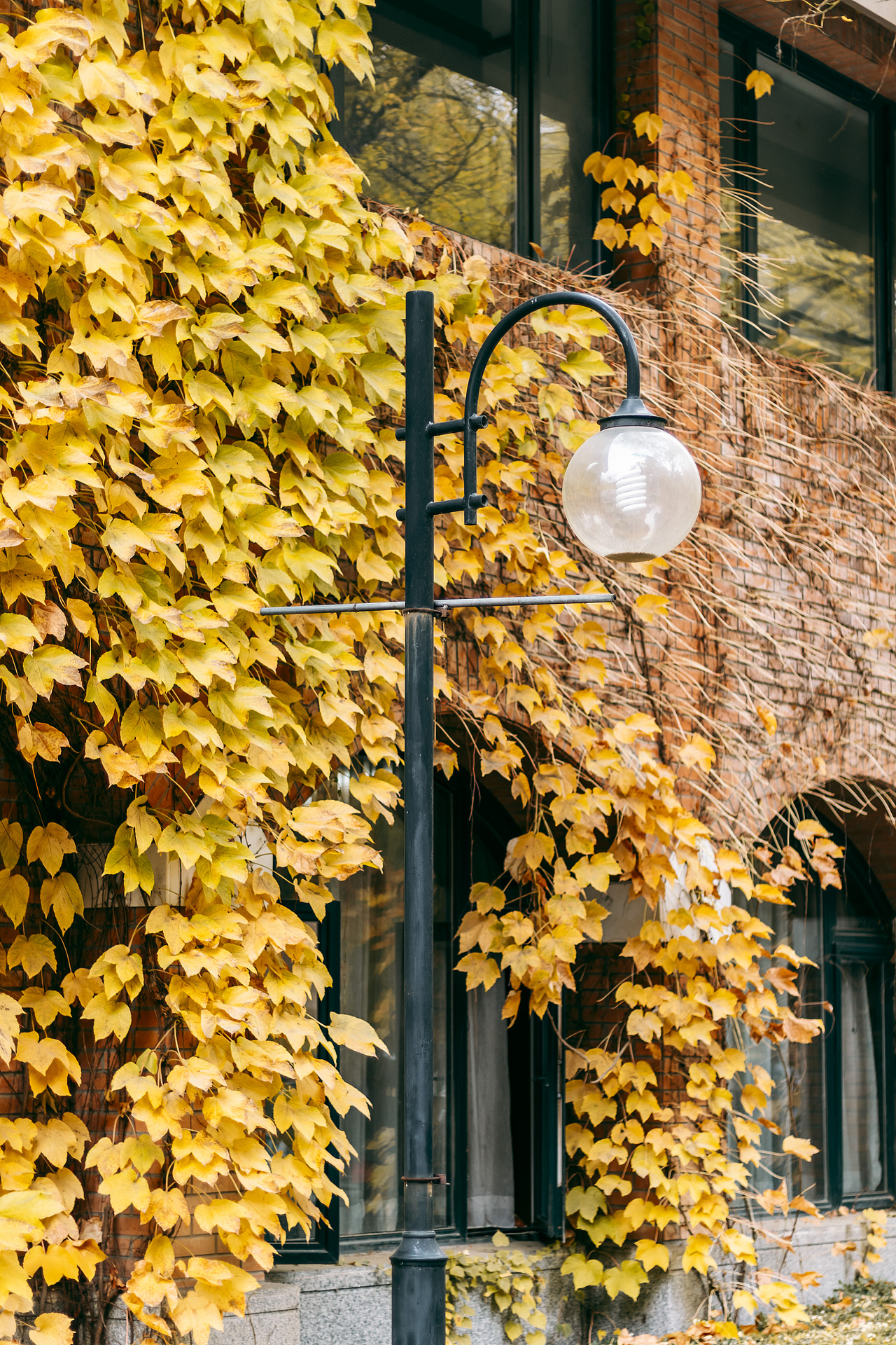水木清华，校园里的秋（图ZMzI0NjQ0MTMy） - 风光摄影 - 站酷设计师既明888原创素材 - 站酷ZCOOL