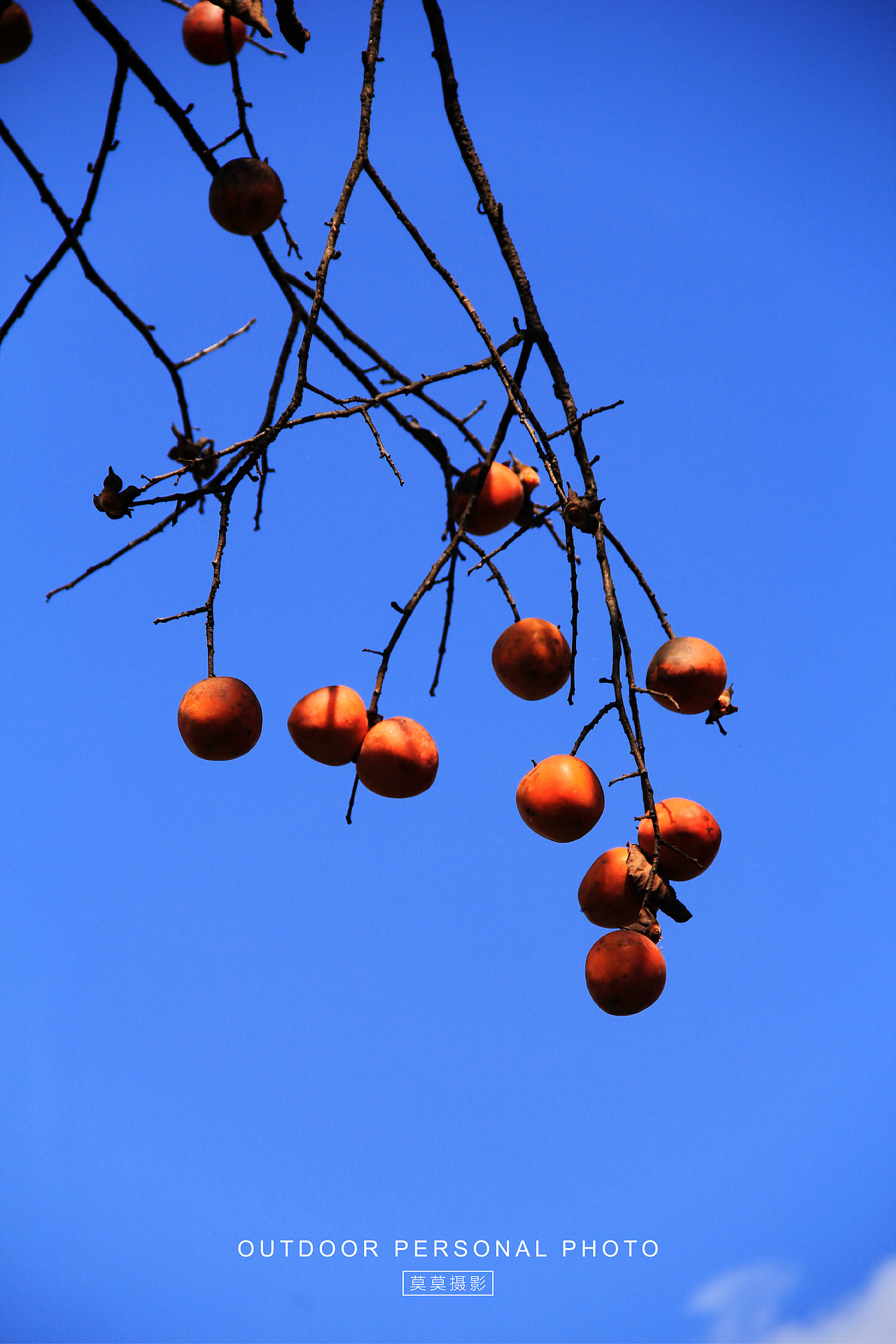 从化桂峰村的柿子“熟了”（图ZMzU0ODAzNDQ0） - 人文/纪实摄影 - 站酷设计师莫莫摄影原创素材 - 站酷ZCOOL