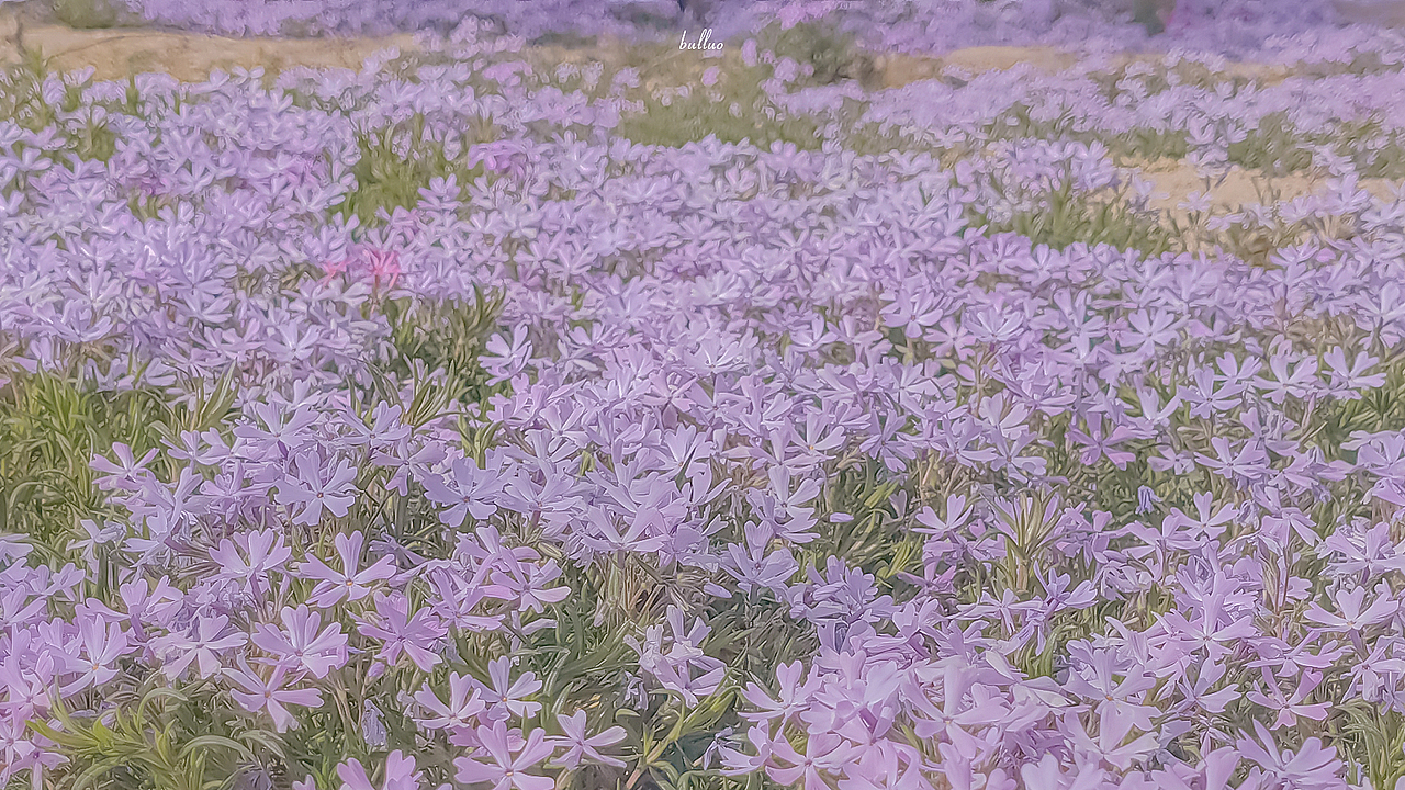 手机摄影合集2（图ZMjk5NzA4OTA0） - 风光摄影 - 站酷设计师限时救援原创素材 - 站酷ZCOOL