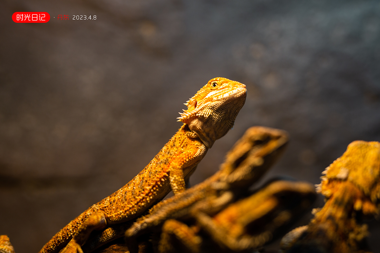 『时光日记』行走天地间 · 丹东 2023.04.08
