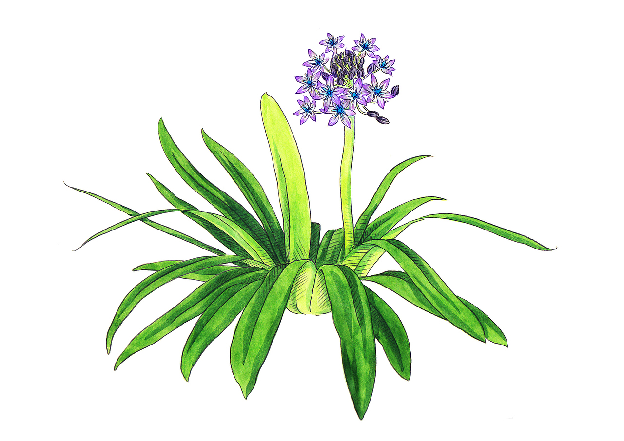 为出版社绘制：人物，植物，动物插画（图ZMzYwNTI1MzA0） - 其他 - 站酷设计师亮年原创素材 - 站酷ZCOOL