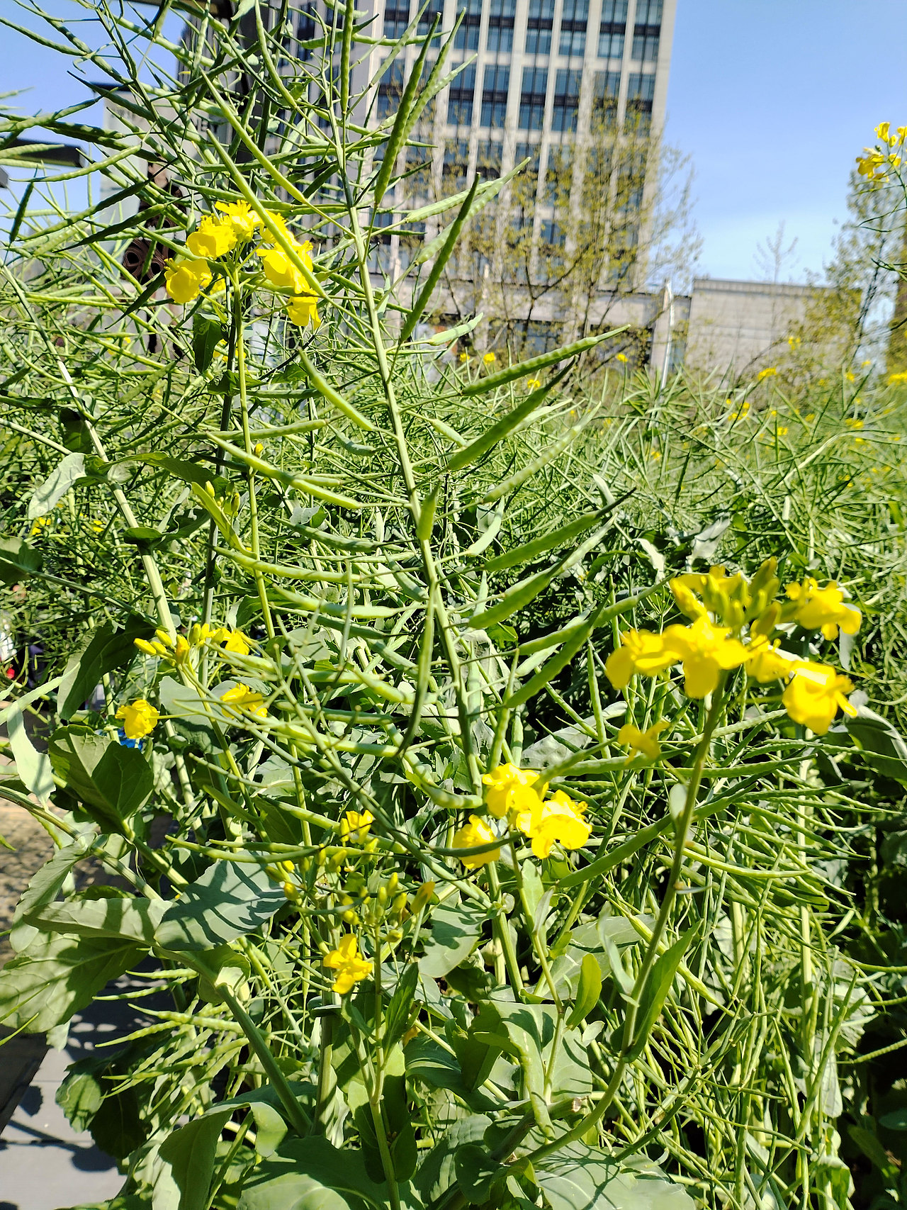 随手拍 | 申城街头处处春暖花开