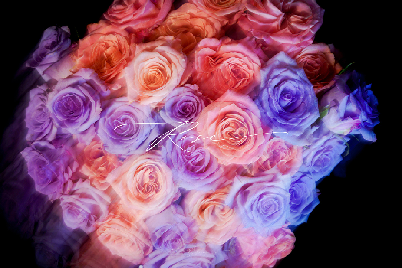 How I Met Your Mother La Vie En Rose Episode 玫瑰（La Vie en Rose）朱小姐+海洋之歌_拾光者Orince-站酷ZCOOL