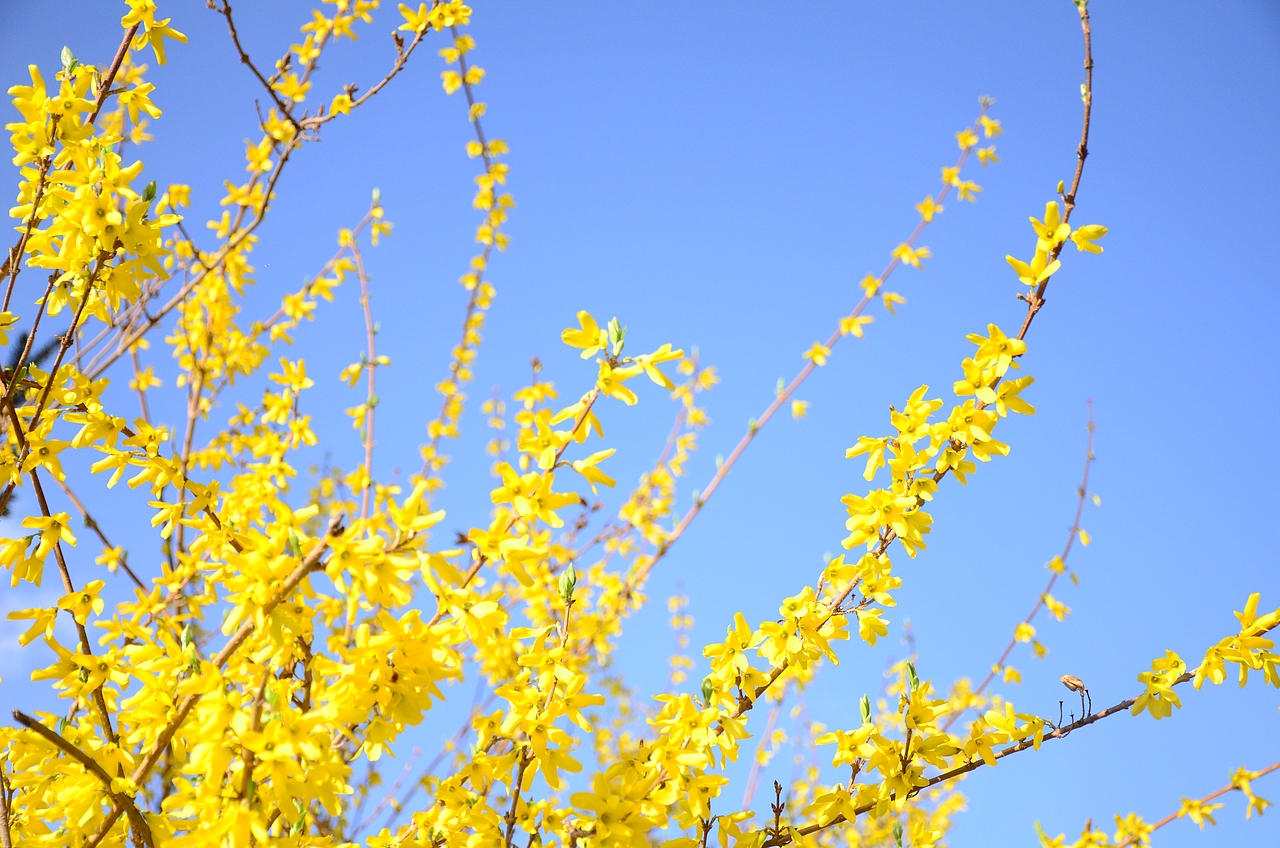 多巴胺季節(jié)（圖ZMzUyMzQ3NTg0） - 風(fēng)光攝影 - 站酷設(shè)計師華北王祖賢原創(chuàng)素材 - 站酷ZCOOL