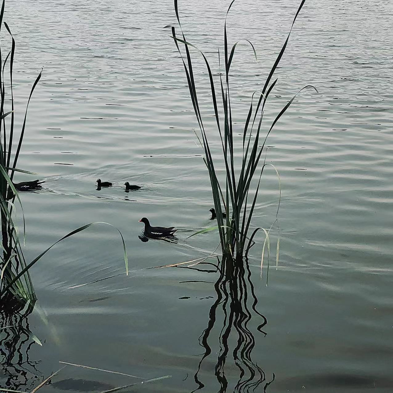 [ Shot on iphone ] 无后期 #1（图ZMzM2NjkyMTM2） - 人文/纪实摄影 - 站酷设计师bowllwod原创素材 - 站酷ZCOOL