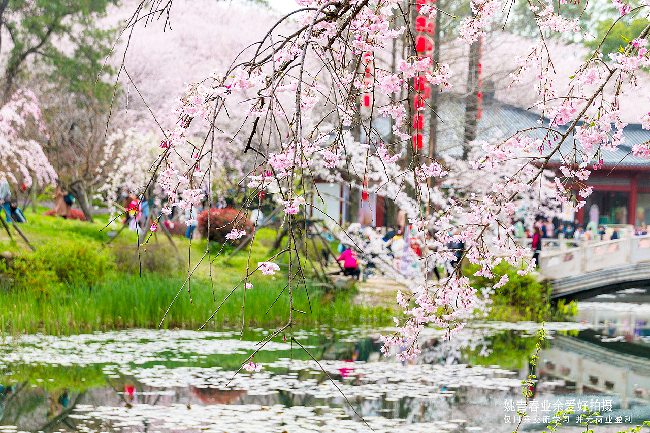 武汉东湖磨山樱花园姚青春2023年随拍照片1