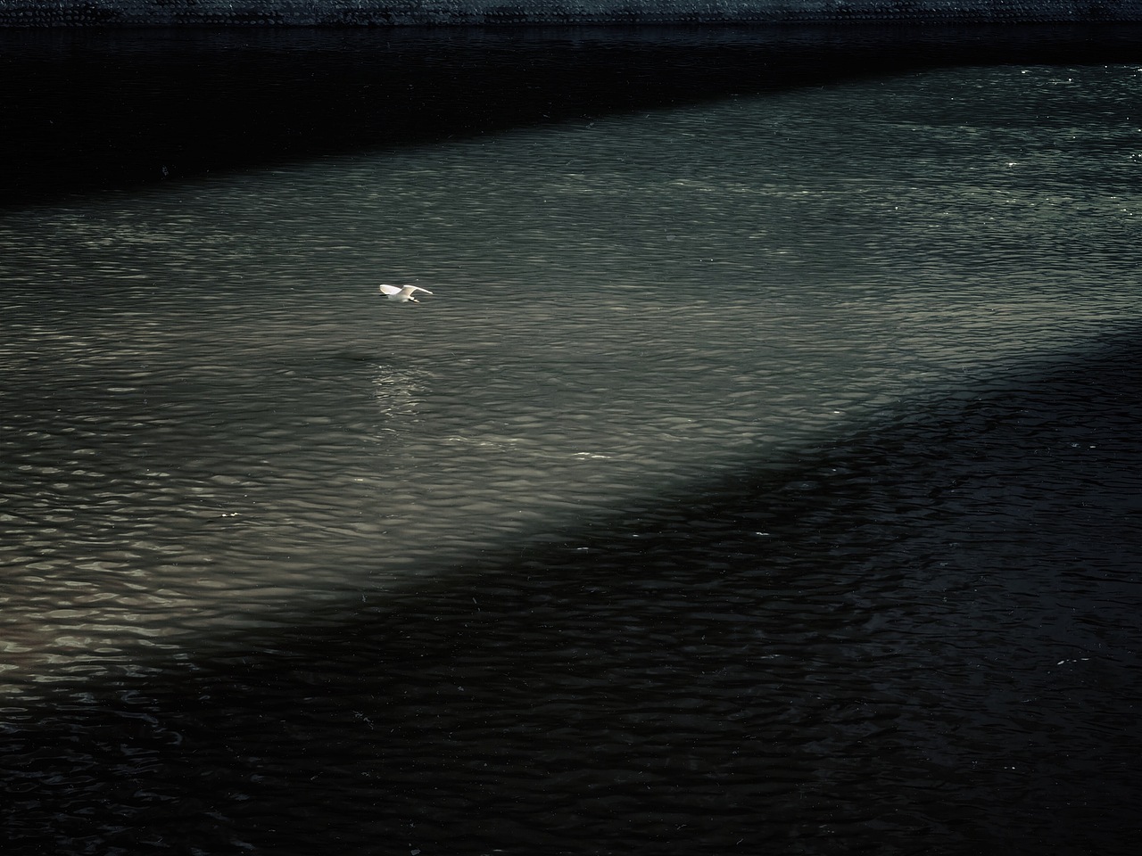 #WOW 春江水暖，鹭先知