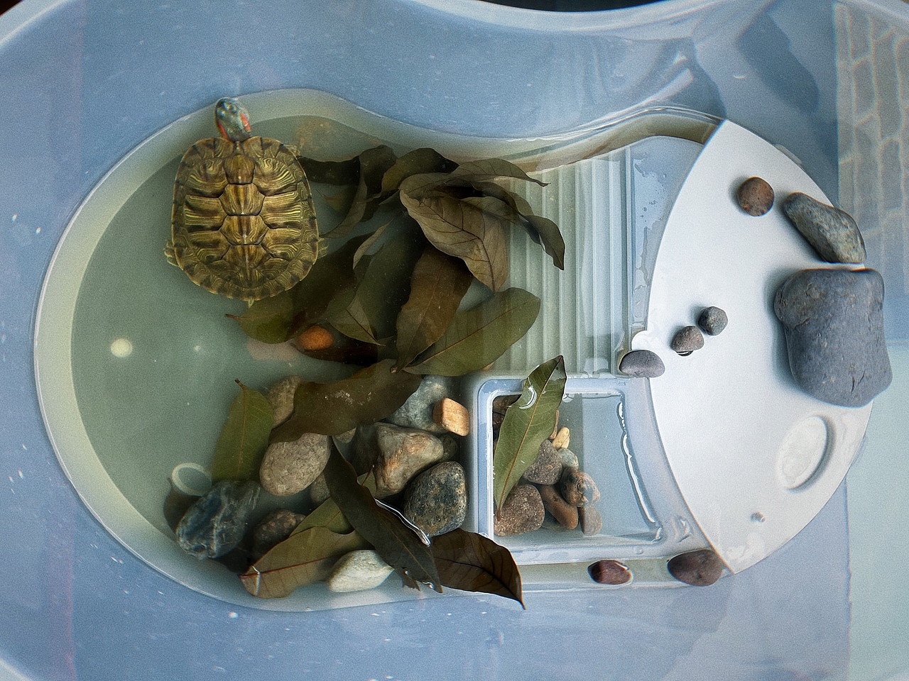 心心念念的“好养活”（图ZMzEyODY4NTMy） - 宠物摄影 - 站酷设计师墨鱼的低语世界原创素材 - 站酷ZCOOL