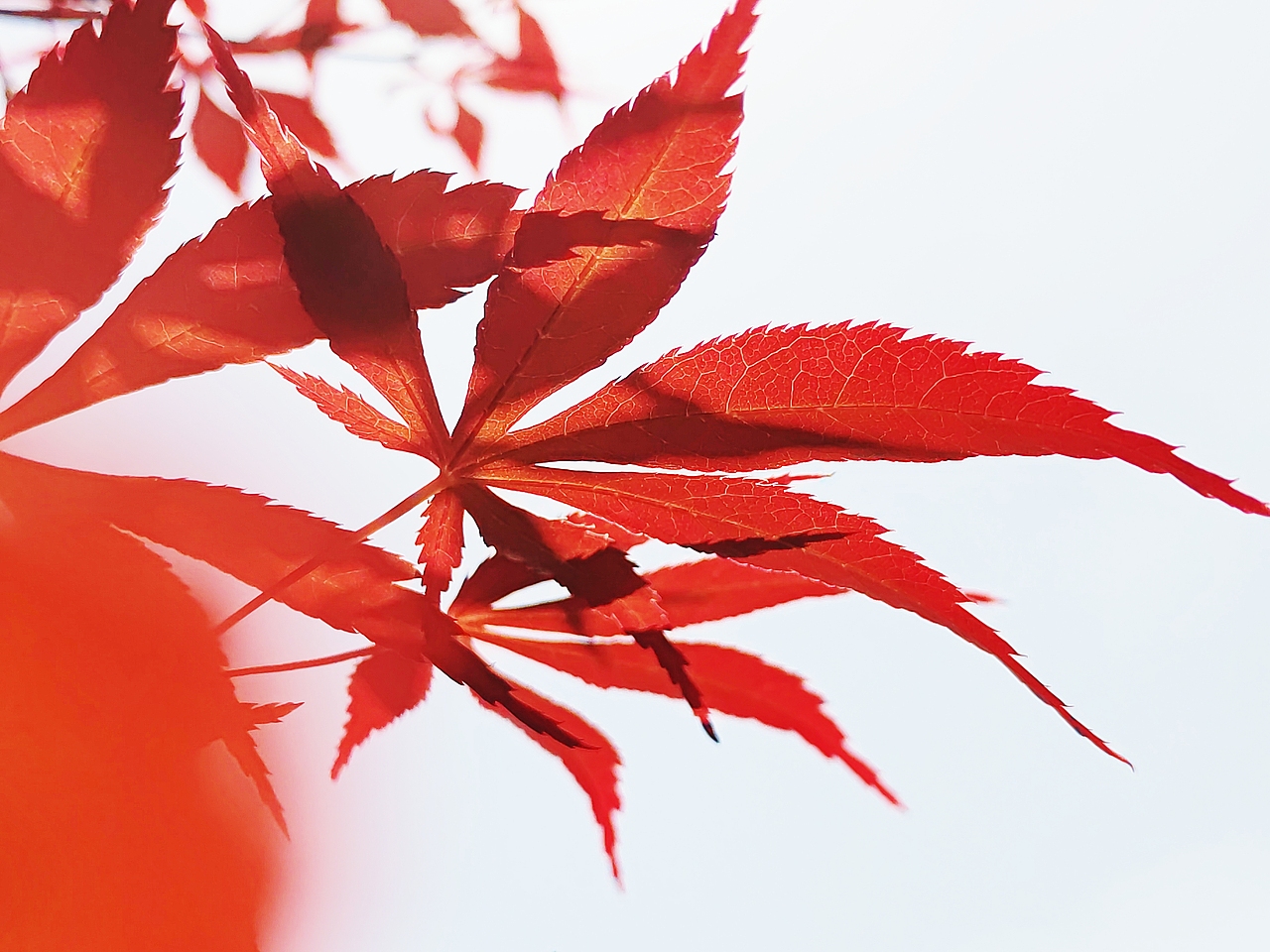 秋天的颜色—红色枫叶