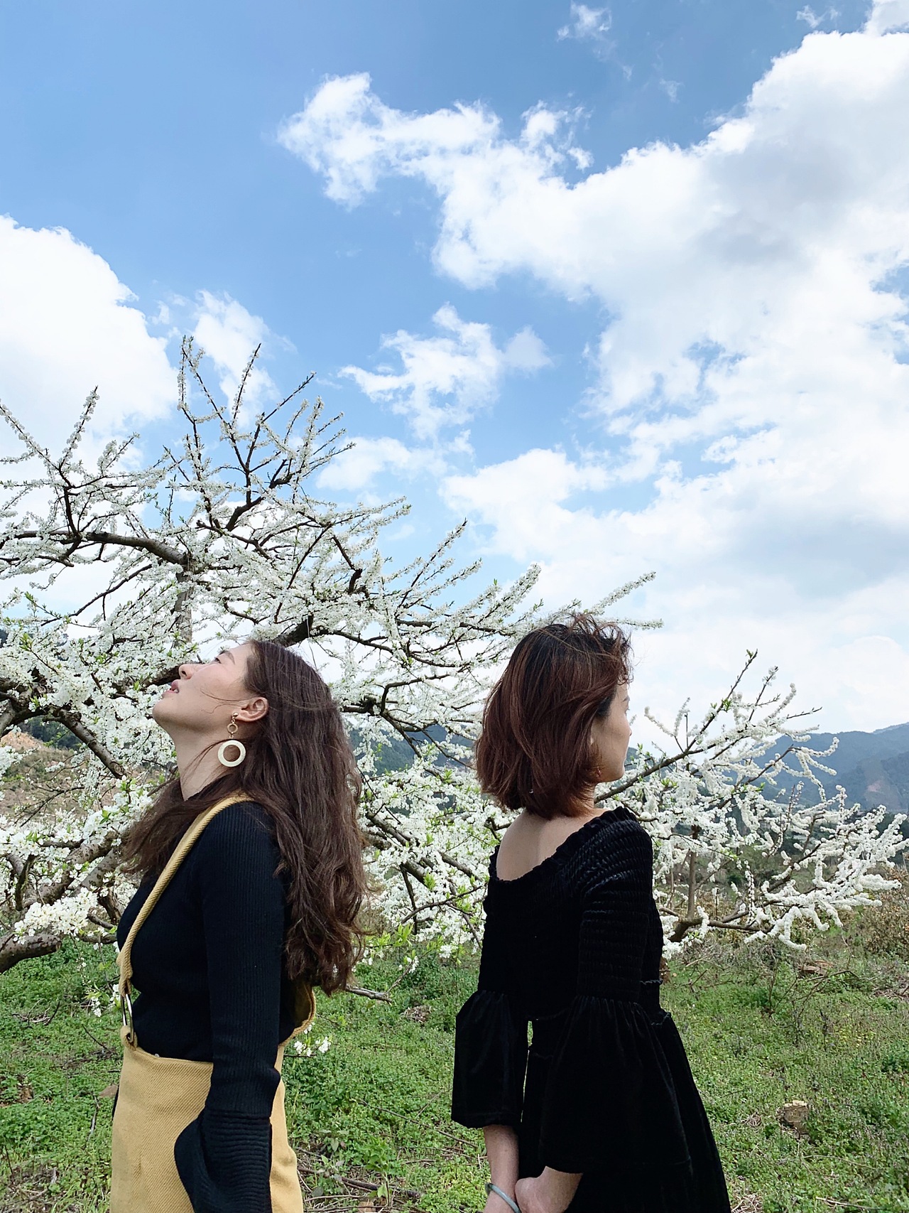 离别季— 梨花海