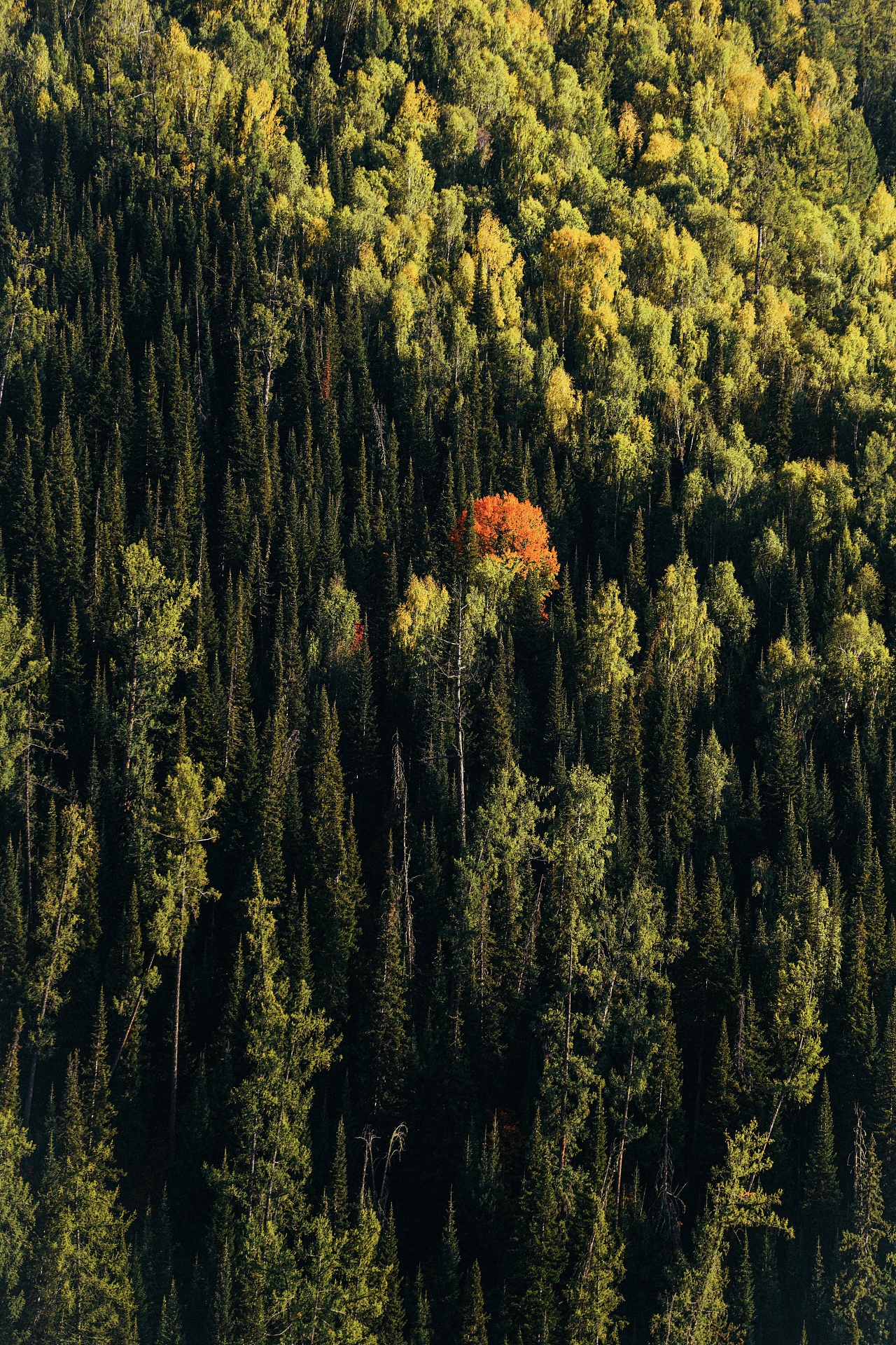 北疆喀纳斯禾木乡之旅（图ZMzE1NTgwNTQ4） - 人文/纪实摄影 - 站酷设计师拾光朝圣者原创素材 - 站酷ZCOOL