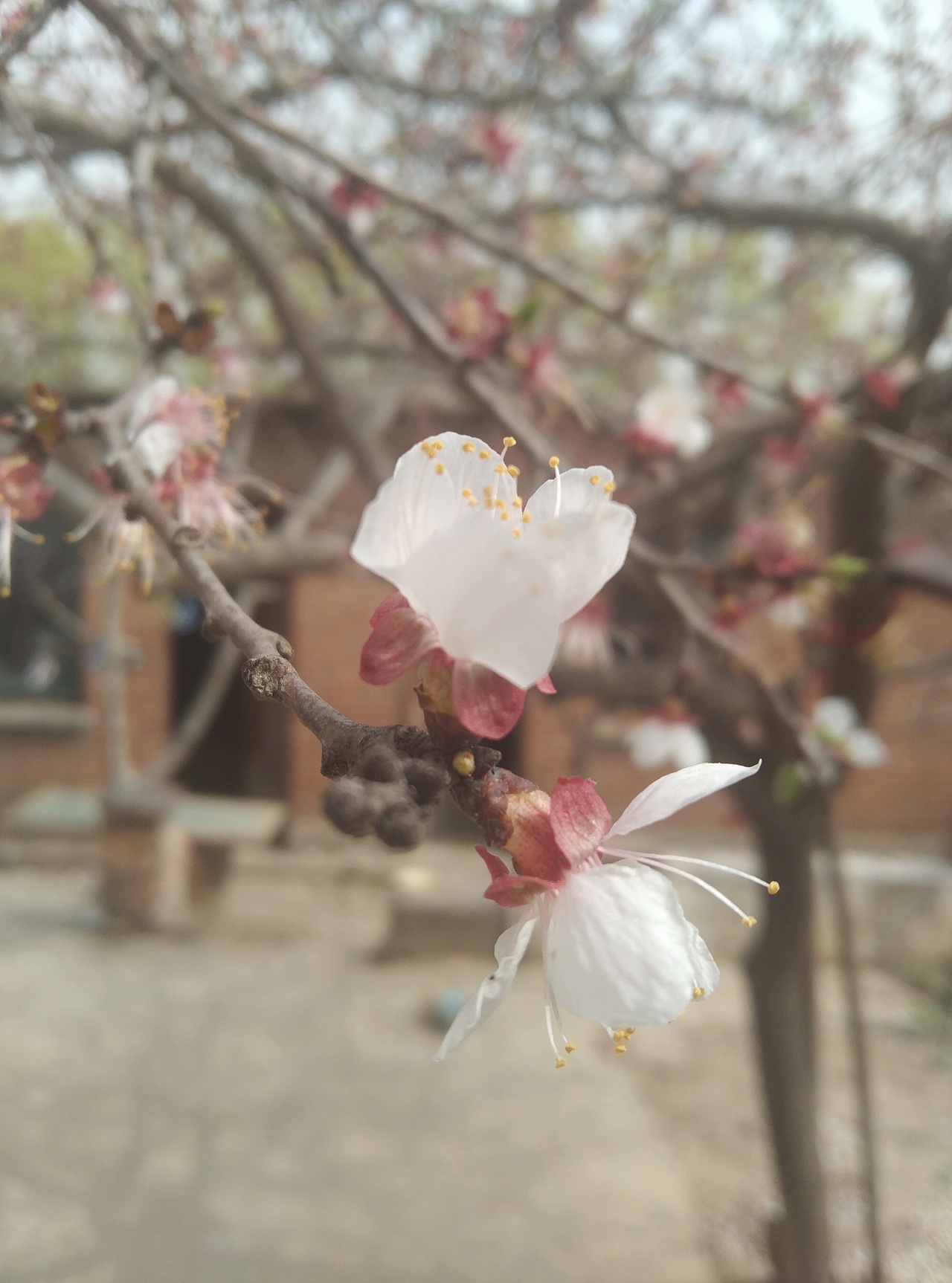 春田花花（图ZMzMzNzQ5NDYw） - 其他摄影 - 站酷设计师形创品牌原创素材 - 站酷ZCOOL