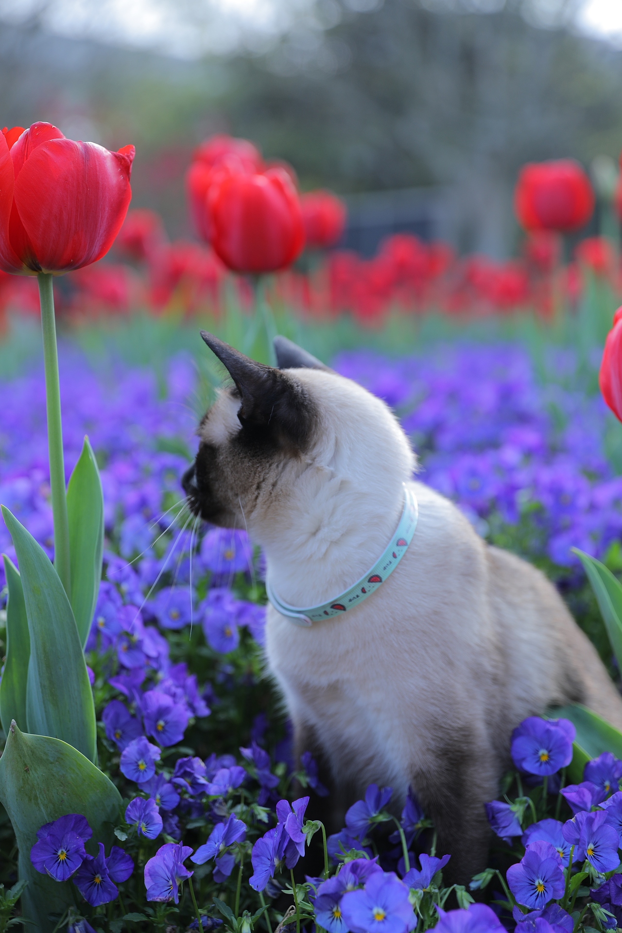 原创/摄影/宠物摄影