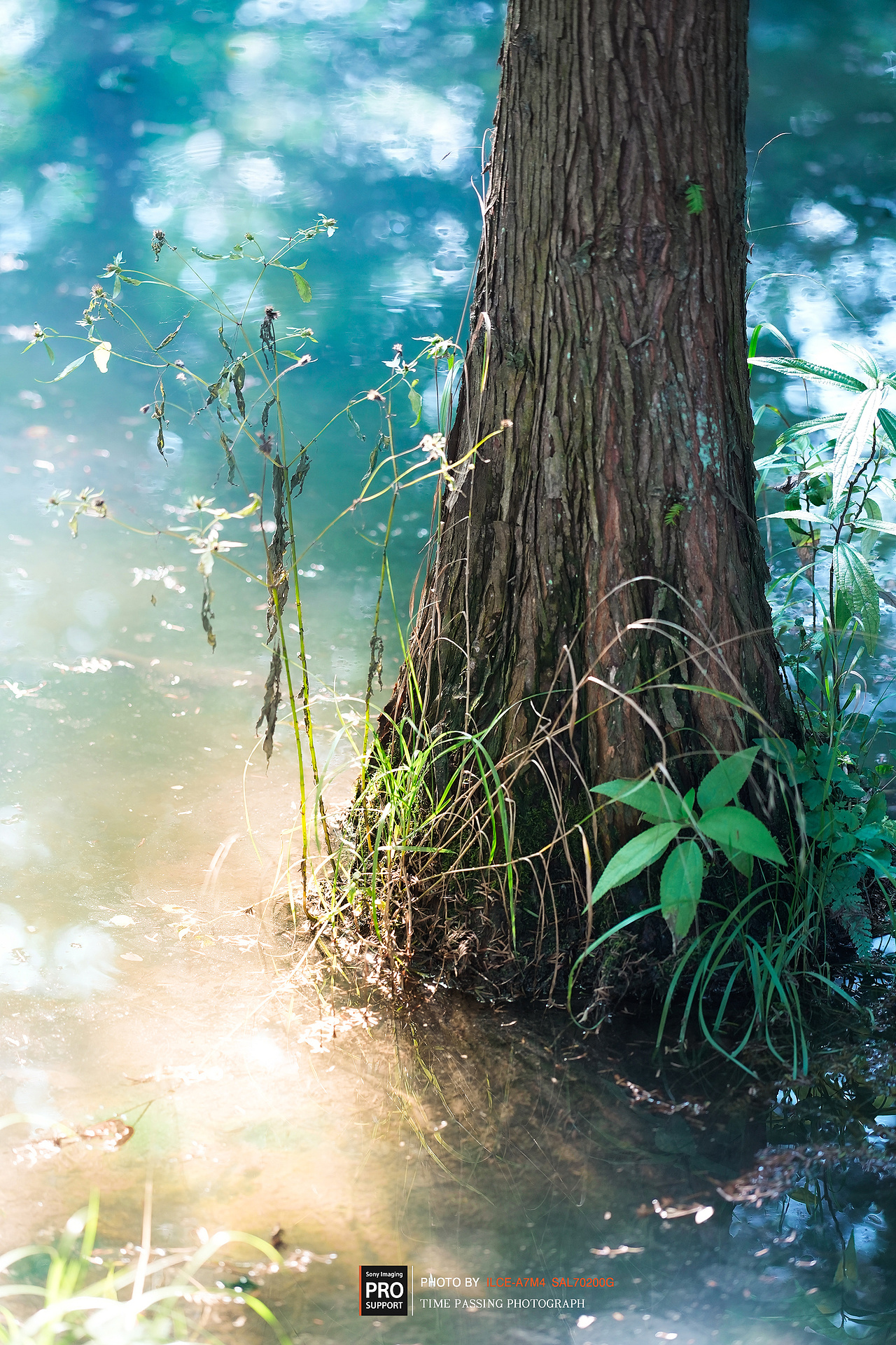 湿地密林（图ZMzUzNDIxNTQ4） - 风光摄影 - 站酷设计师XdeppX原创素材 - 站酷ZCOOL