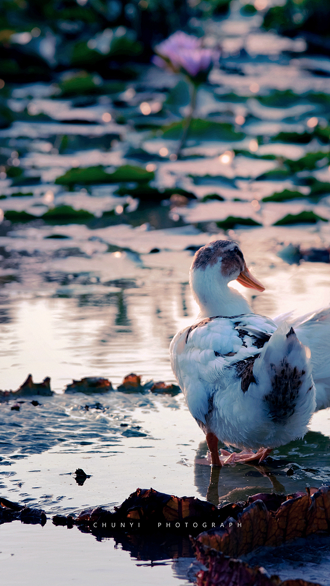 【2008-2019十年拍荷精选99幅 / 荷有四季，常乐我净】（图ZMjk4MzU2MTY4） - 时尚/艺术摄影 - 站酷设计师Chunyi纯一原创素材 - 站酷ZCOOL