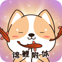 柯基十一日常篇第二弹