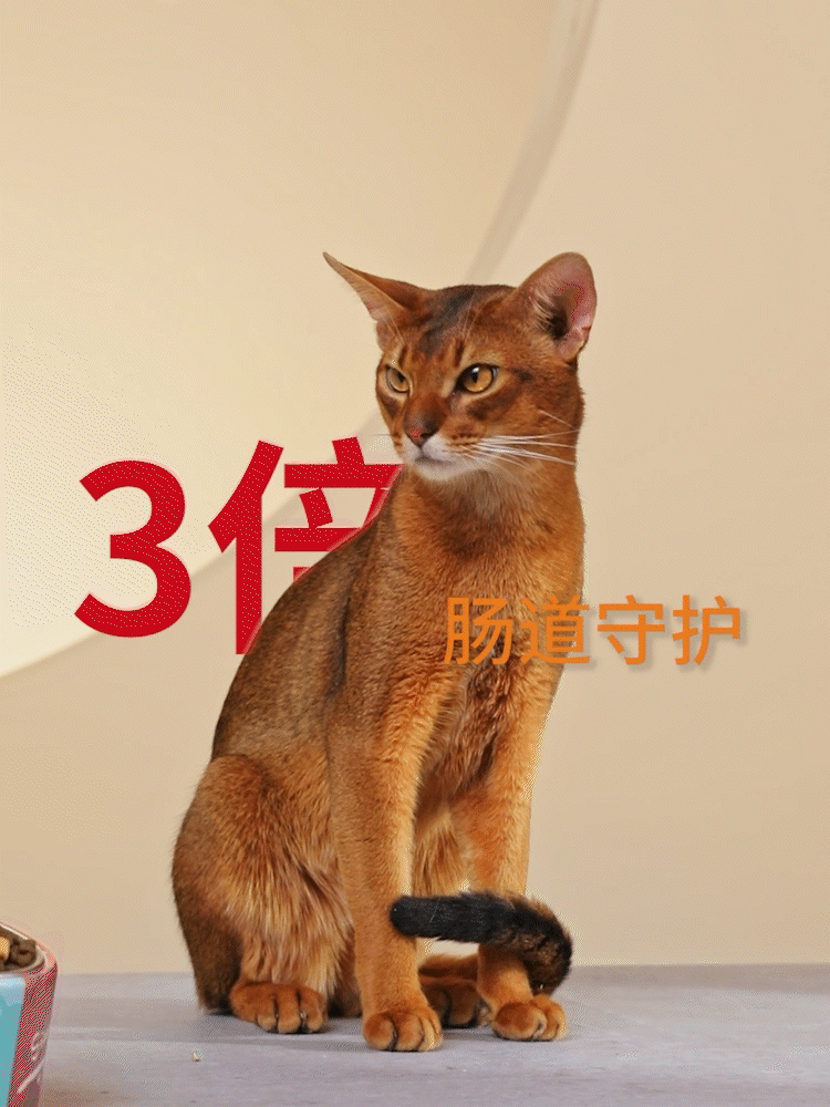 PetMaster佩玛思特宠物猫粮 乐趣文化 #创作加油站#