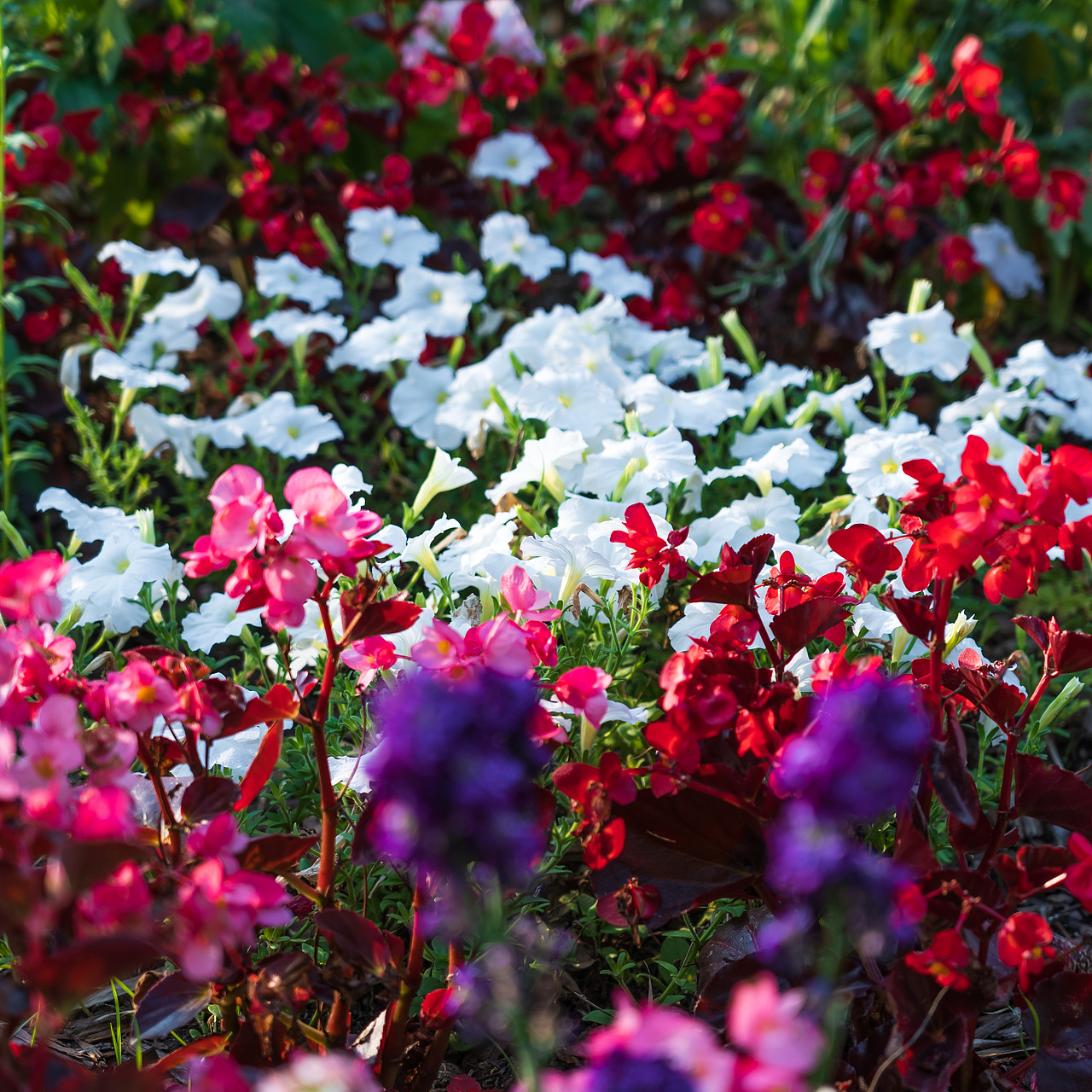 春天的花儿;上海植物园;植物;