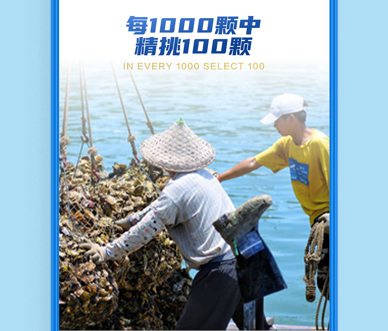 罐装蚝肉设计详情展示