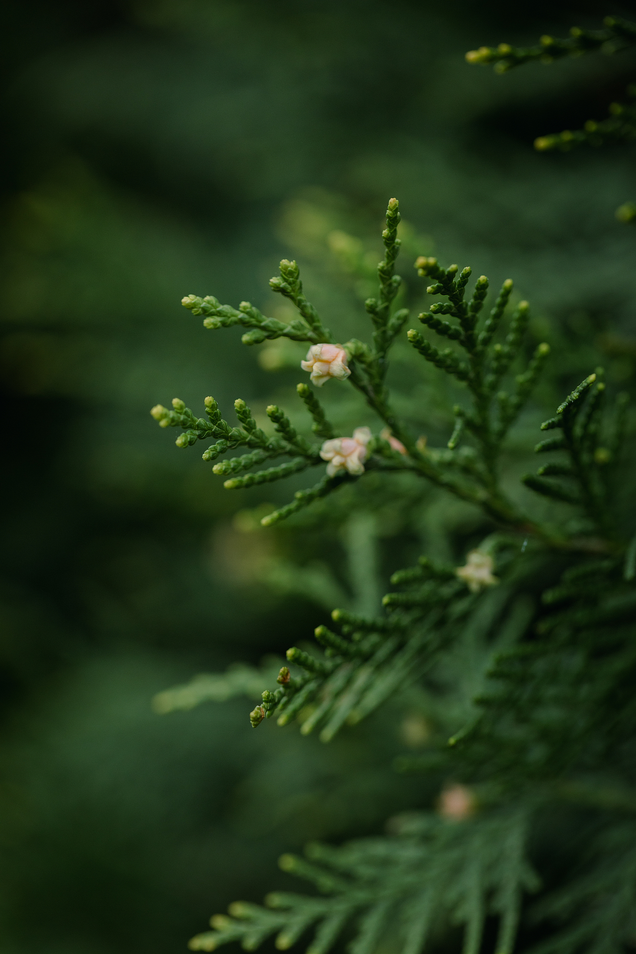 Storymix · 静谧幻想