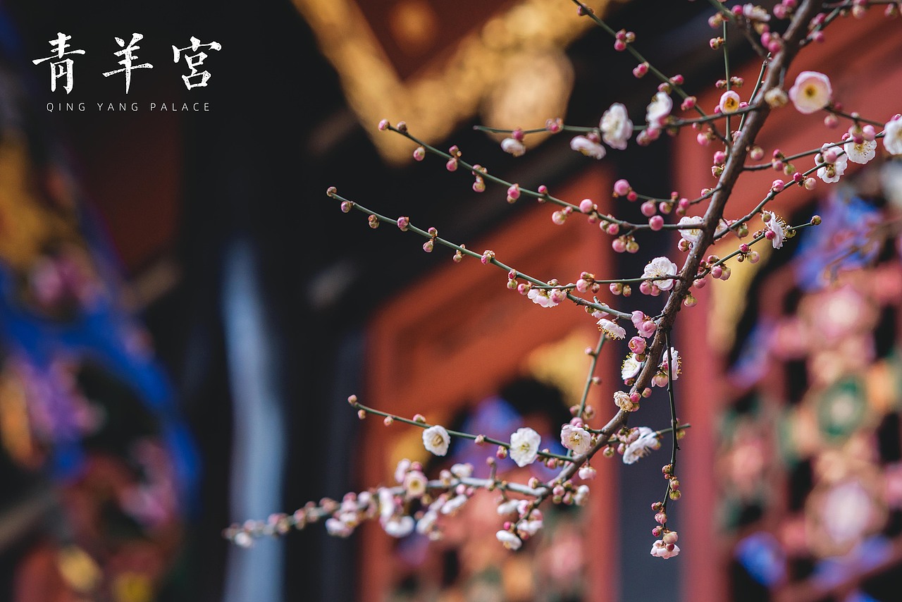 成都║青羊宫 古寺残枝含梅笑（图ZMzI4NjQxNTMy） - 人文/纪实摄影 - 站酷设计师zihuatanejo1997原创素材 - 站酷ZCOOL