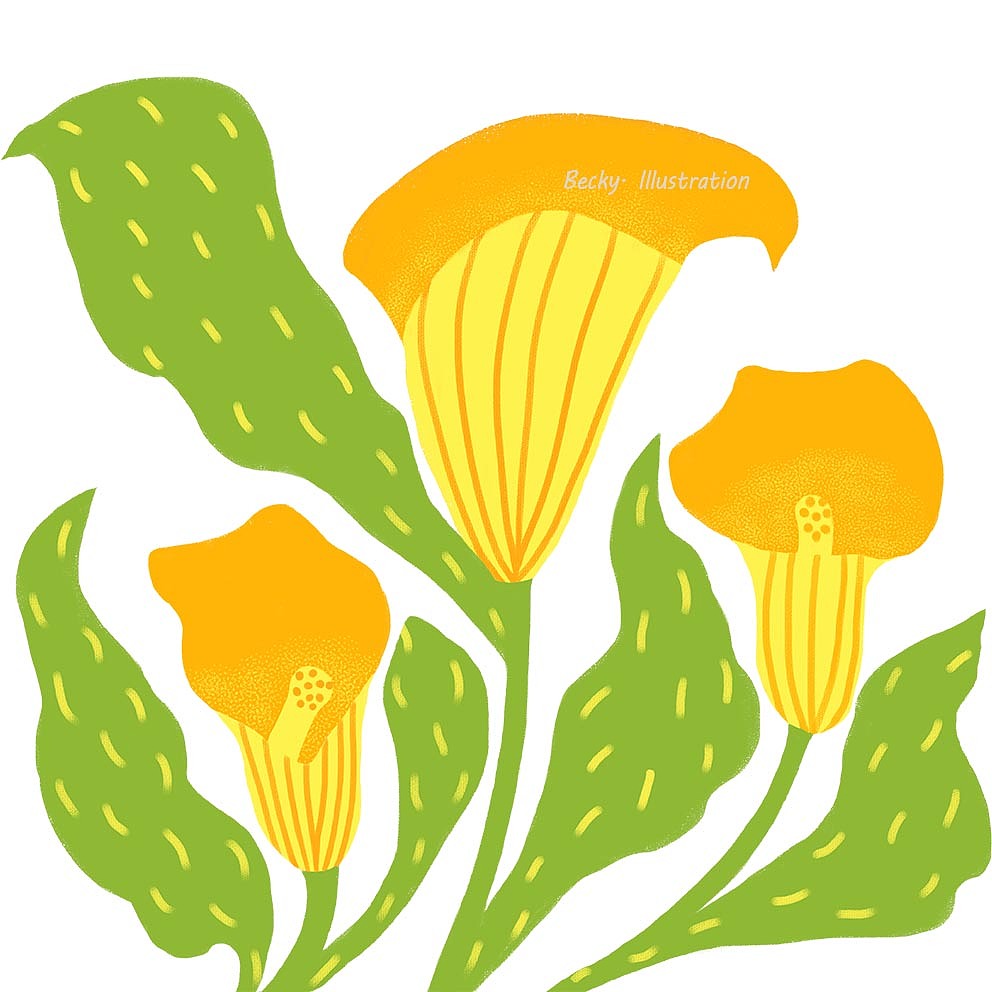 #创作加油站#橙色马蹄莲