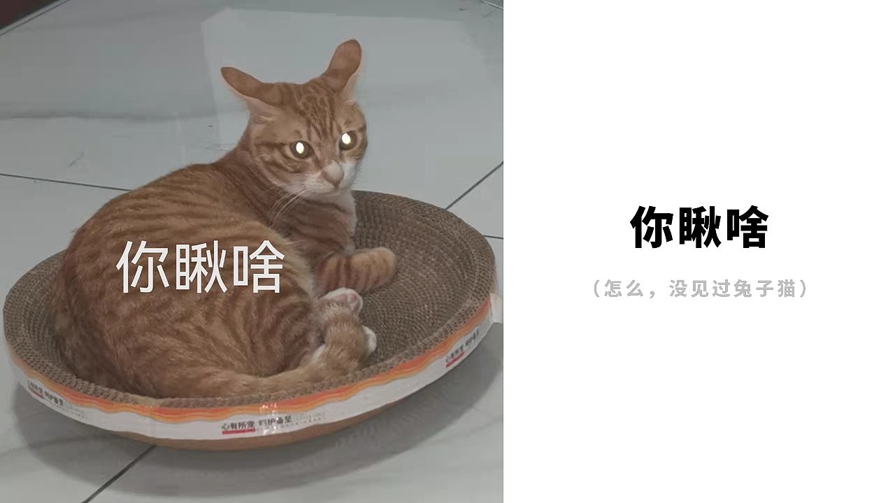 林扁鹊的个猫简介2