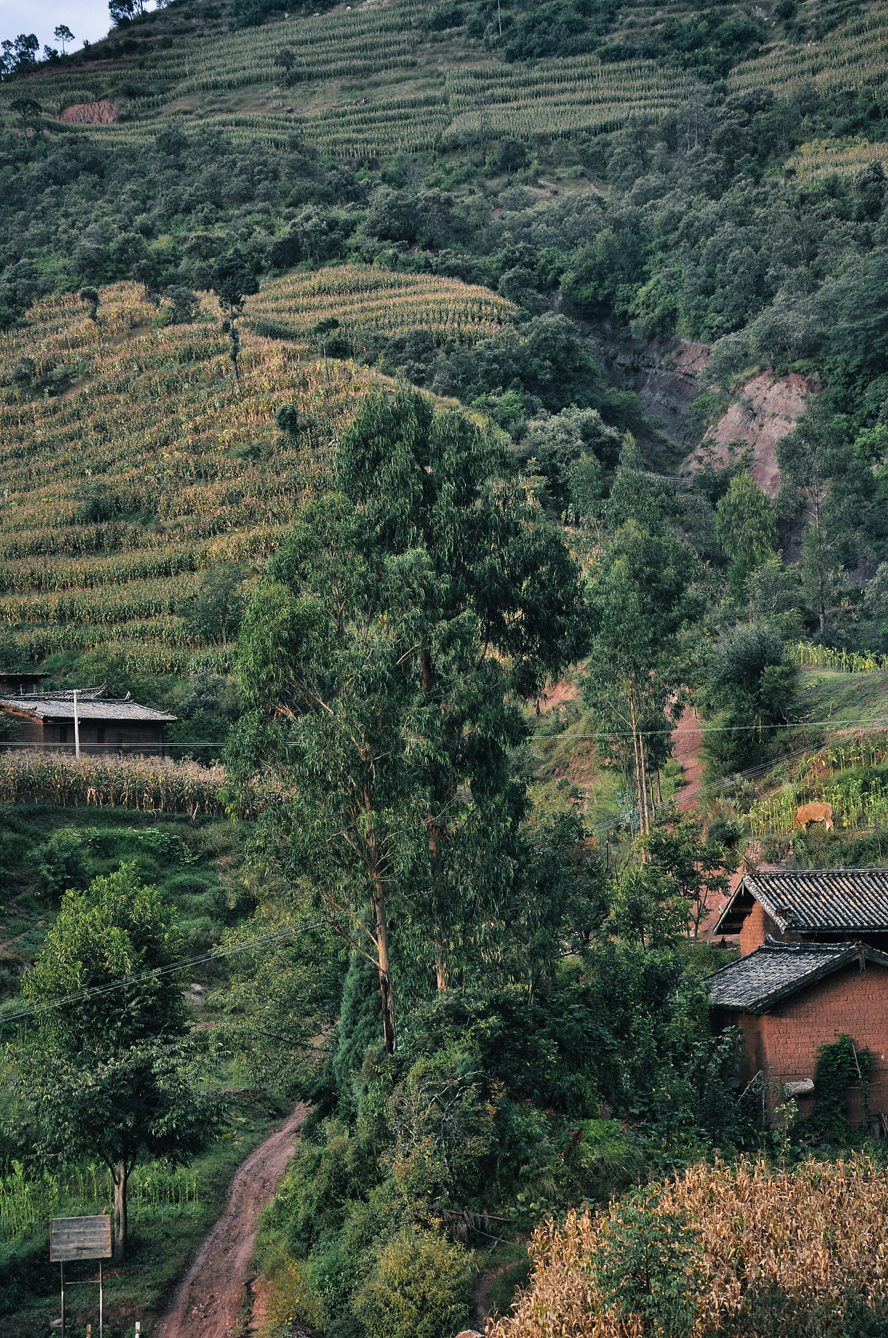 2013年国庆回家村子里（一）（图ZMzU2ODAzMDQ0） - 人文/纪实摄影 - 站酷设计师焦虑到掉头发原创素材 - 站酷ZCOOL