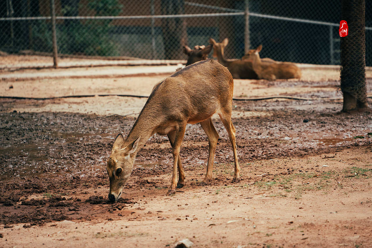 随手拍·广州动物园(兽类)
