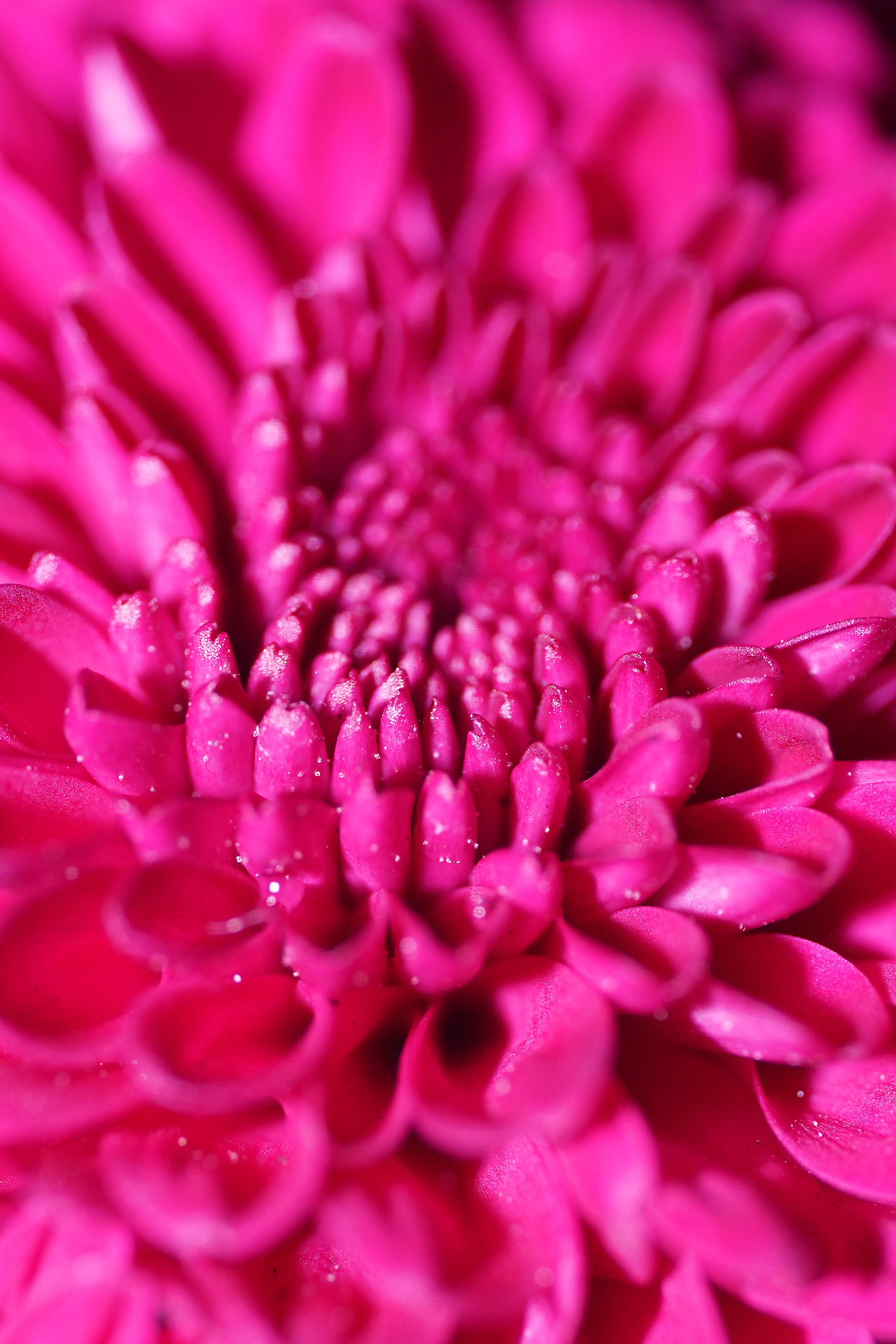 花（图ZMzI1Njc1MTM2） - 环境/建筑摄影 - 站酷设计师蓝色飞扬射击式原创素材 - 站酷ZCOOL