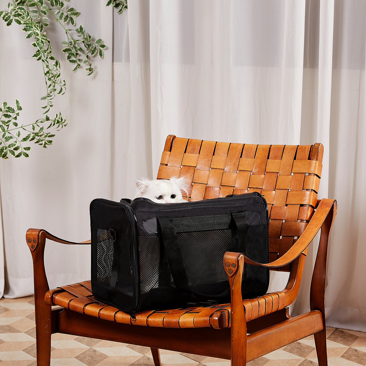 【聚豪设计-宠物类】宠物产品集合